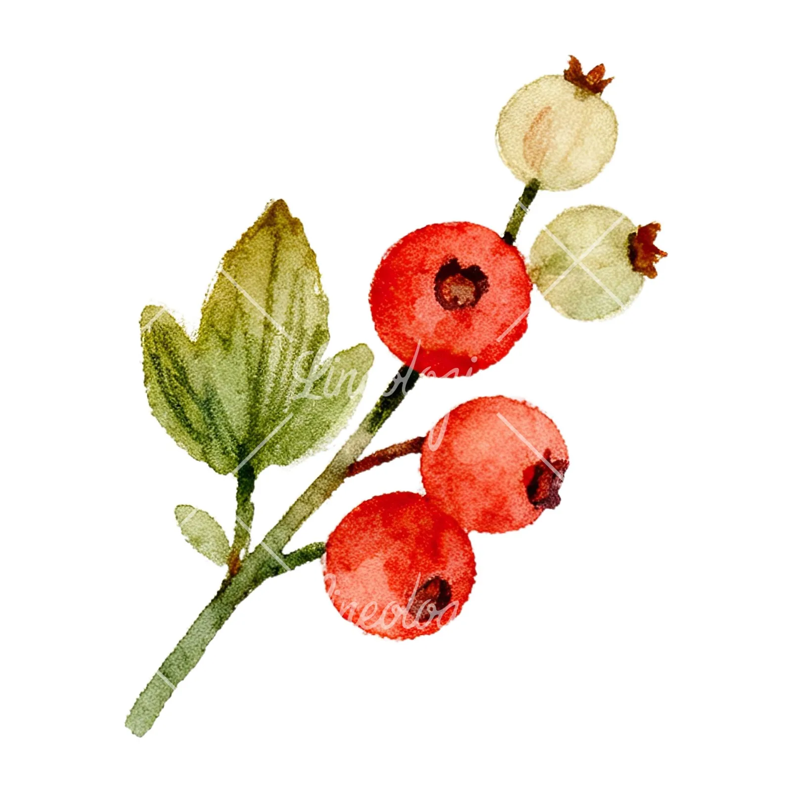 Watercolor berry and leaf clipart 1 of 12 on a white background (JPG)