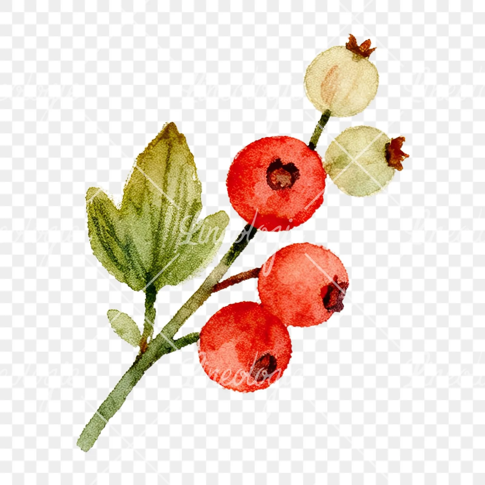 Watercolor berry and leaf clipart 1 of 12 on a transparent background (PNG)