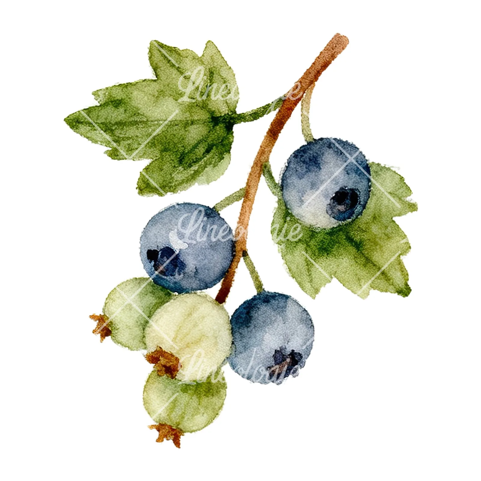 Watercolor berry and leaf clipart 2 of 12 on a white background (JPG)