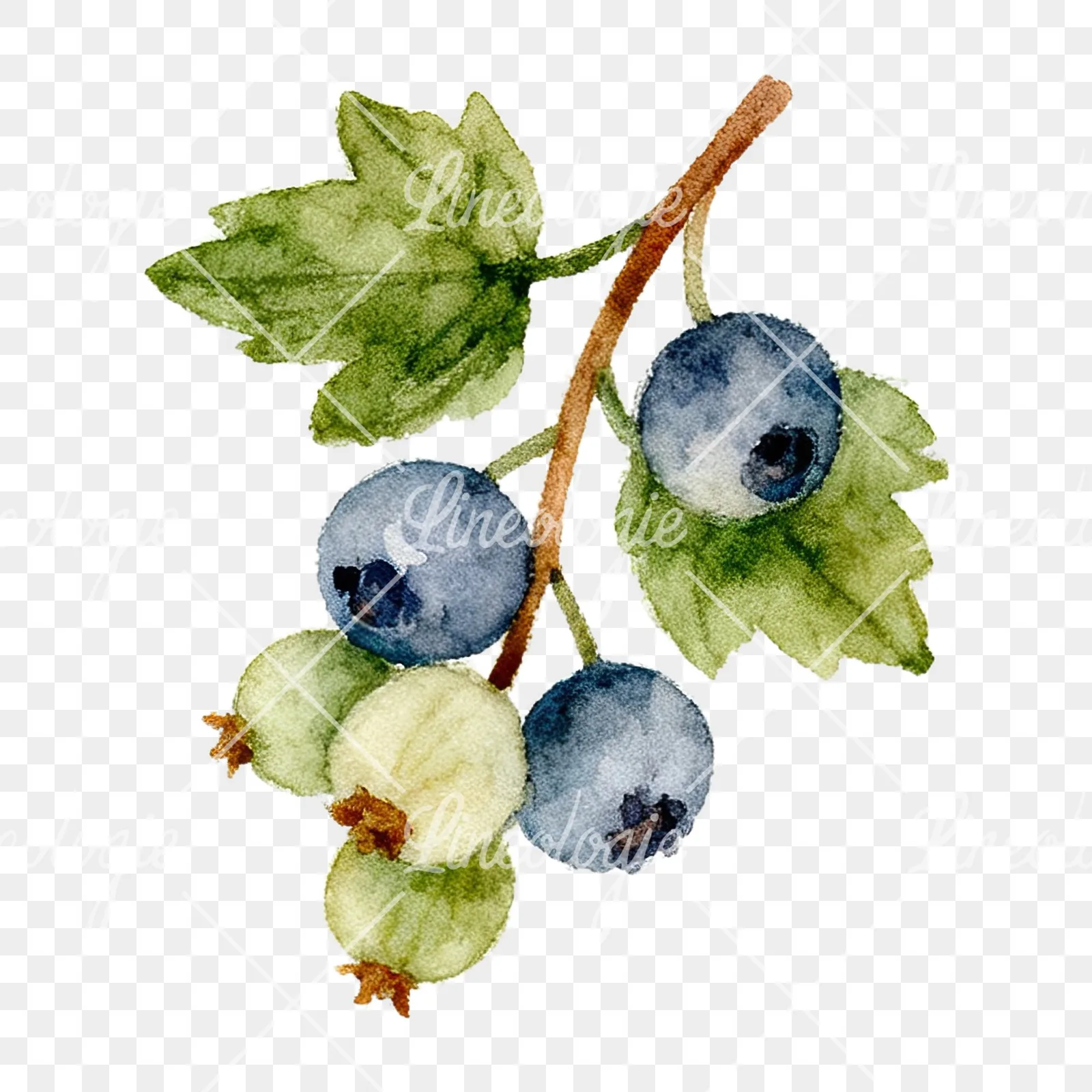 Watercolor berry and leaf clipart 2 of 12 on a transparent background (PNG)
