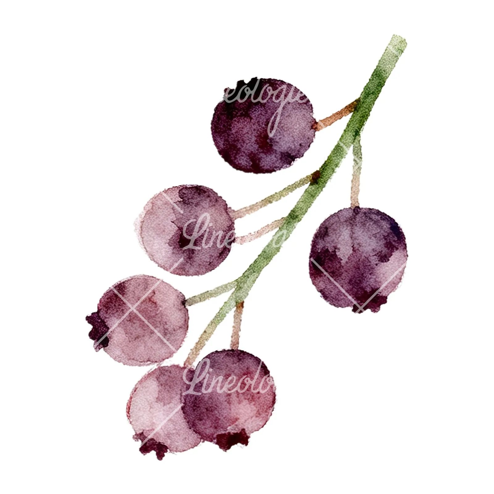 Watercolor berry and leaf clipart 3 of 12 on a white background (JPG)