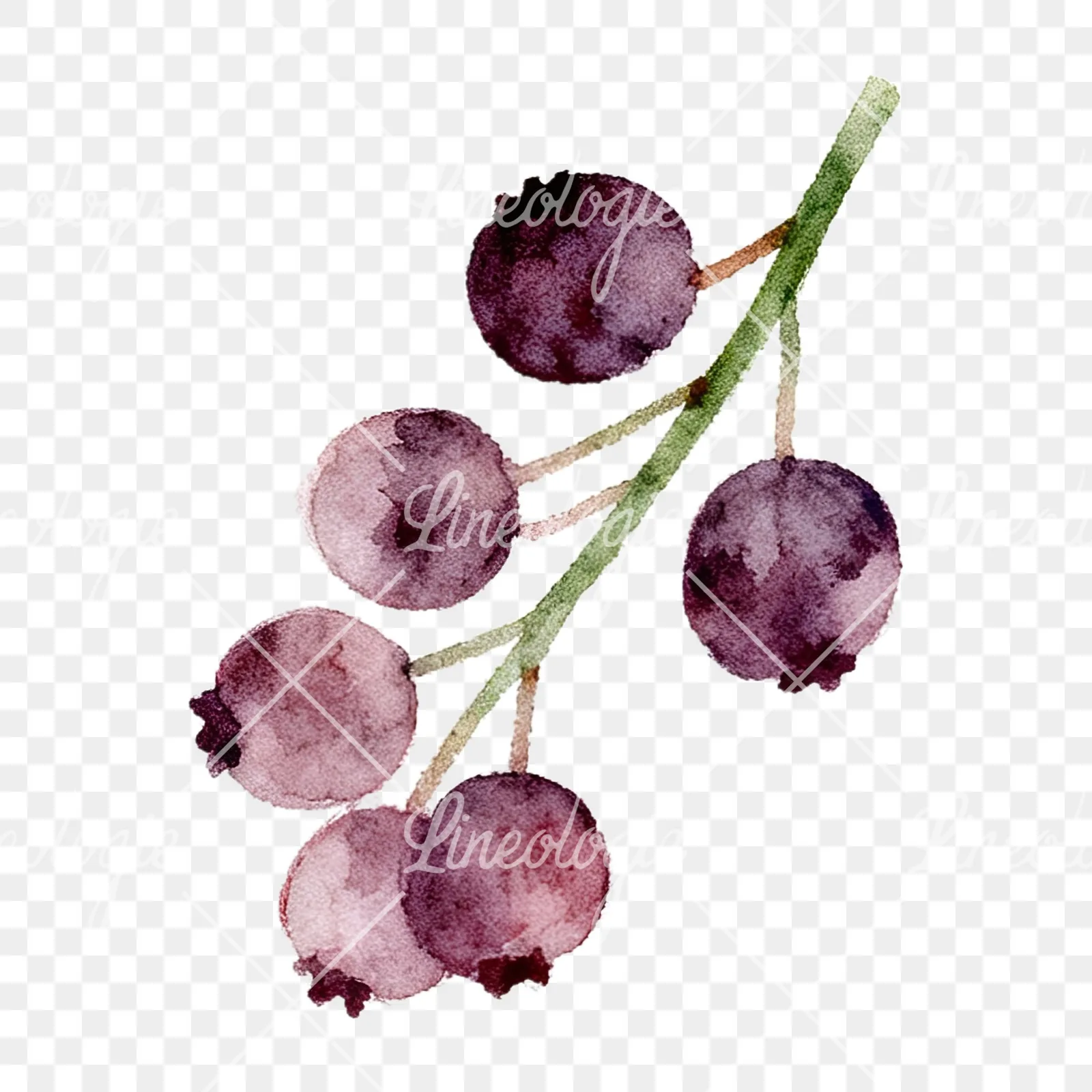 Watercolor berry and leaf clipart 3 of 12 on a transparent background (PNG)