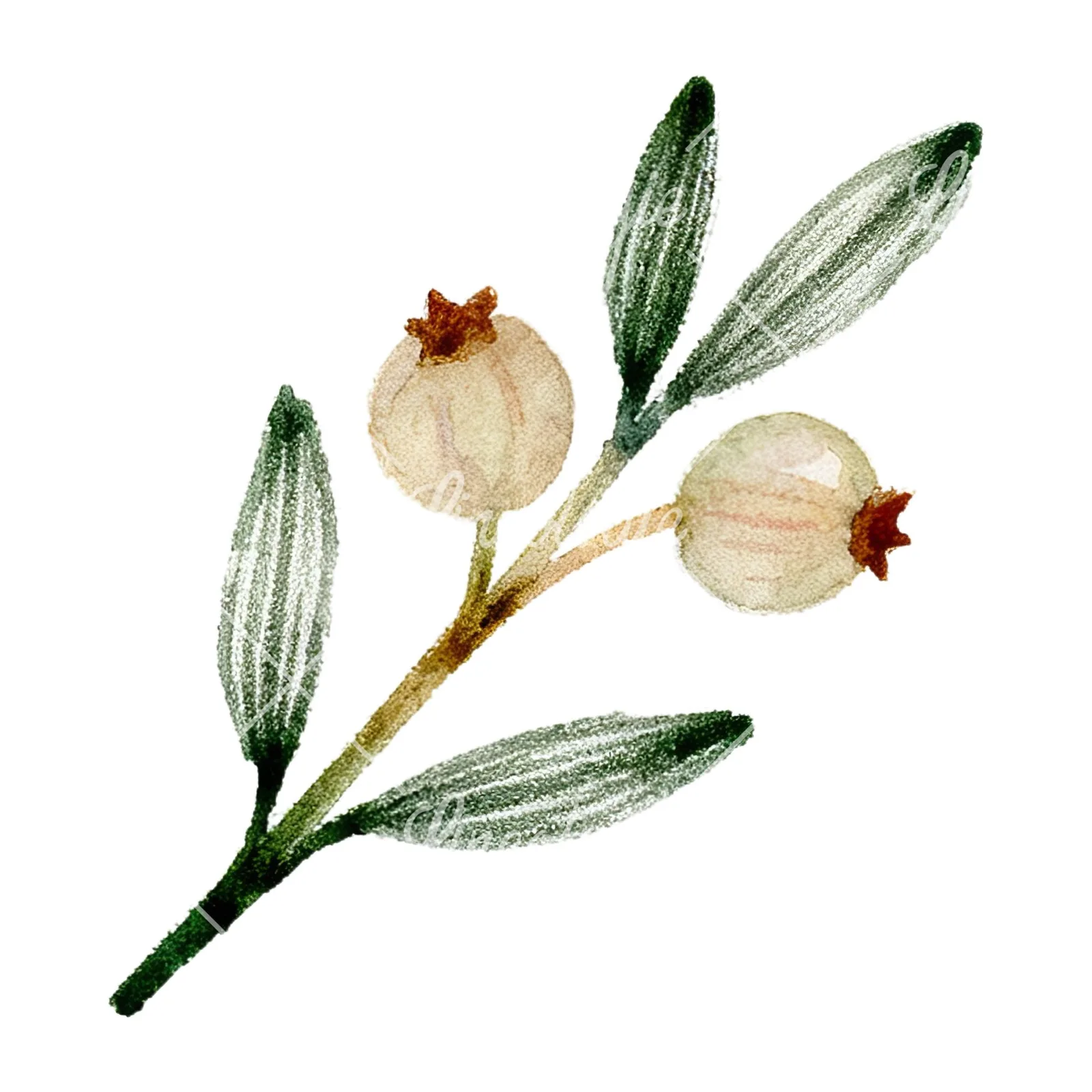 Watercolor berry and leaf clipart 4 of 12 on a white background (JPG)