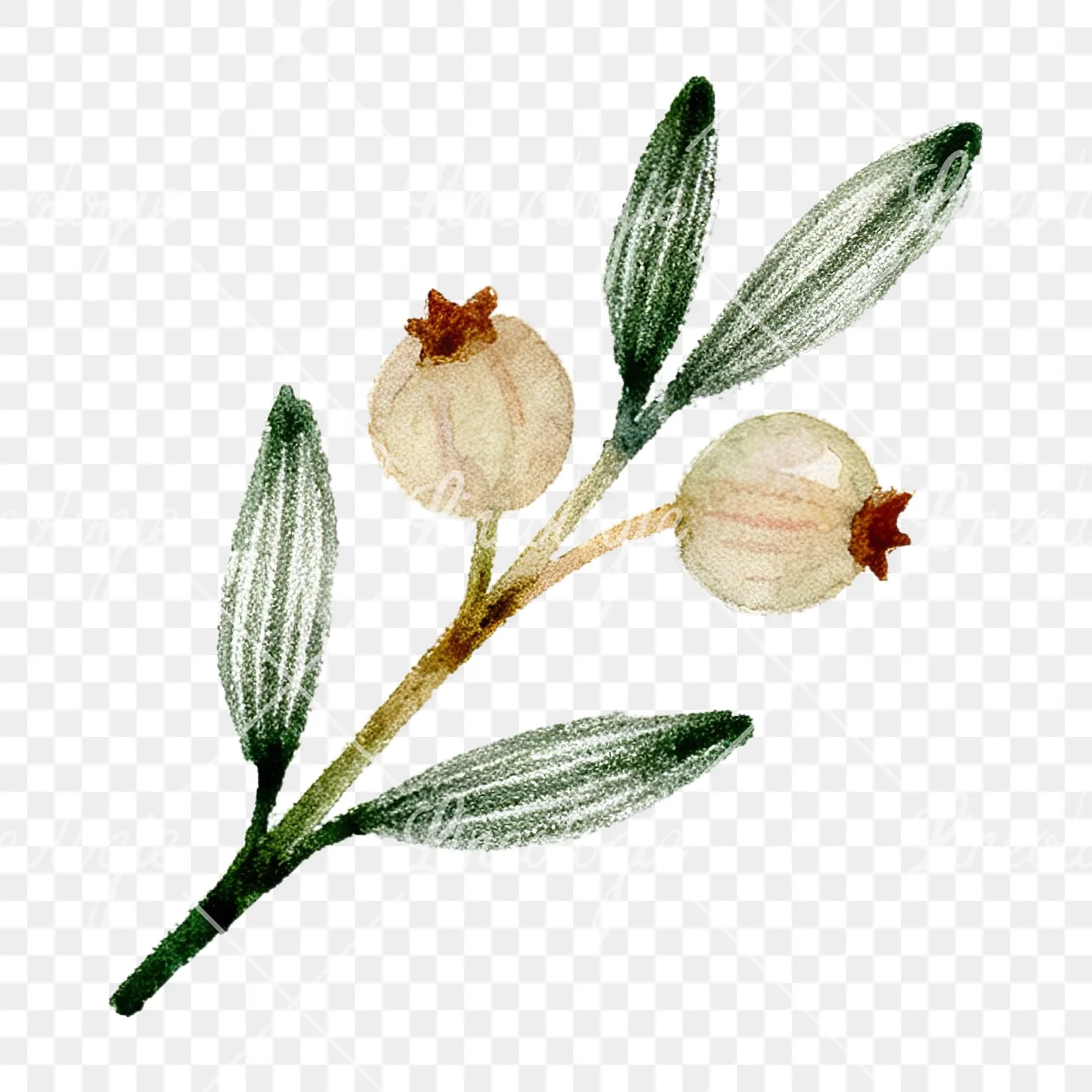 Watercolor berry and leaf clipart 4 of 12 on a transparent background (PNG)