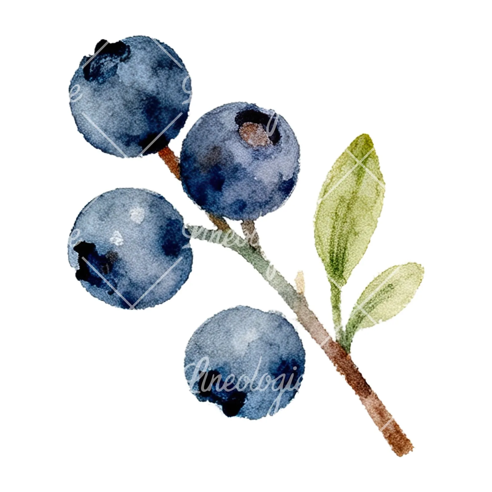 Watercolor berry and leaf clipart 5 of 12 on a white background (JPG)