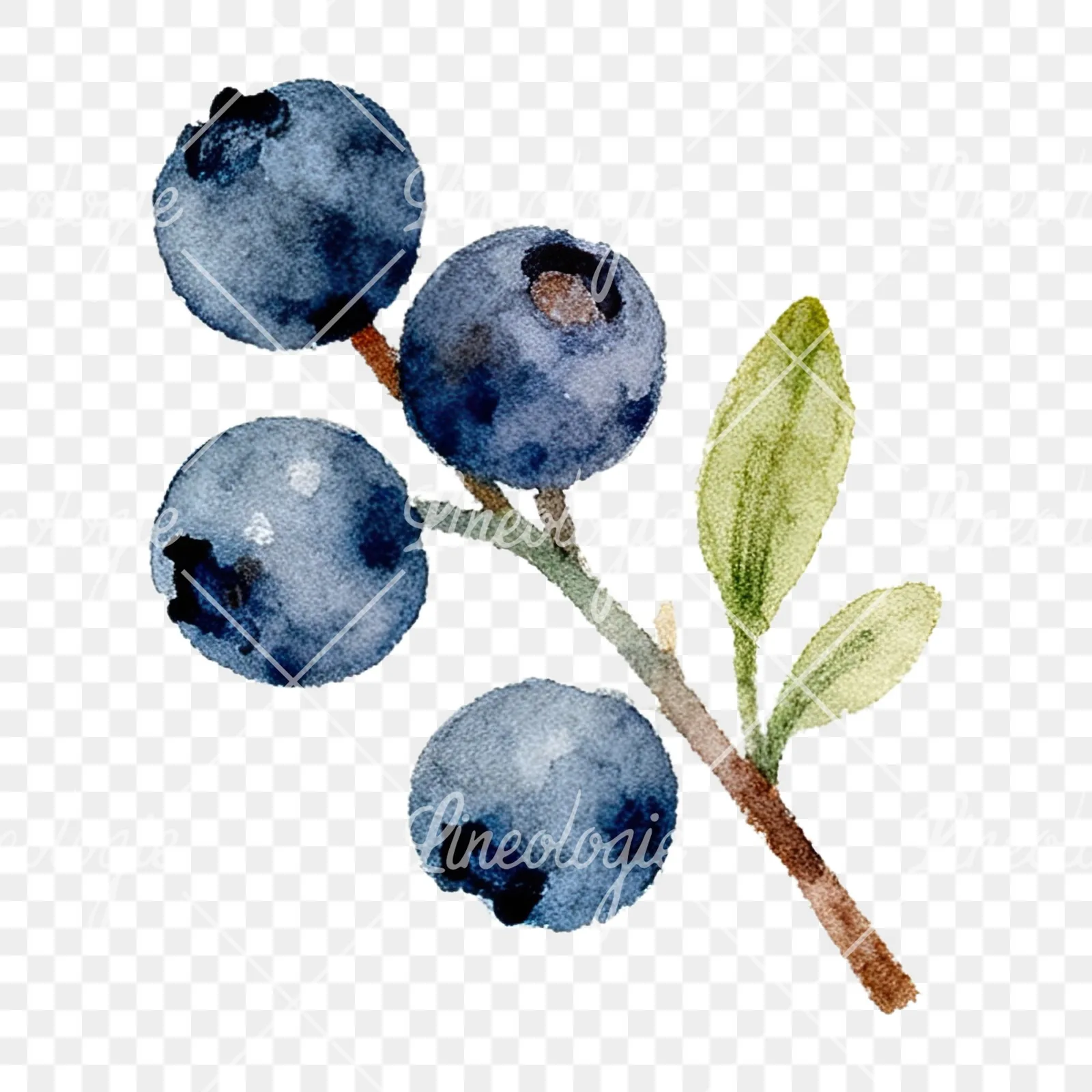 Watercolor berry and leaf clipart 5 of 12 on a transparent background (PNG)