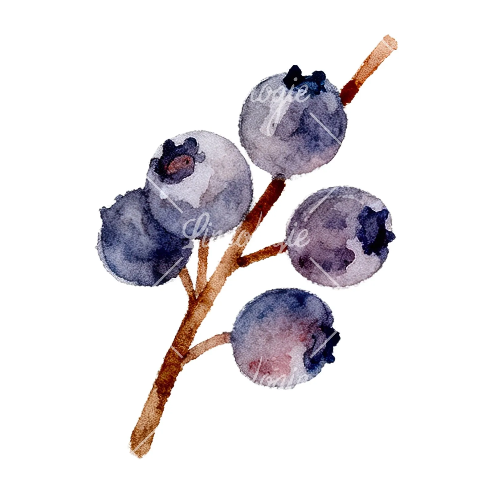 Watercolor berry and leaf clipart 6 of 12 on a white background (JPG)