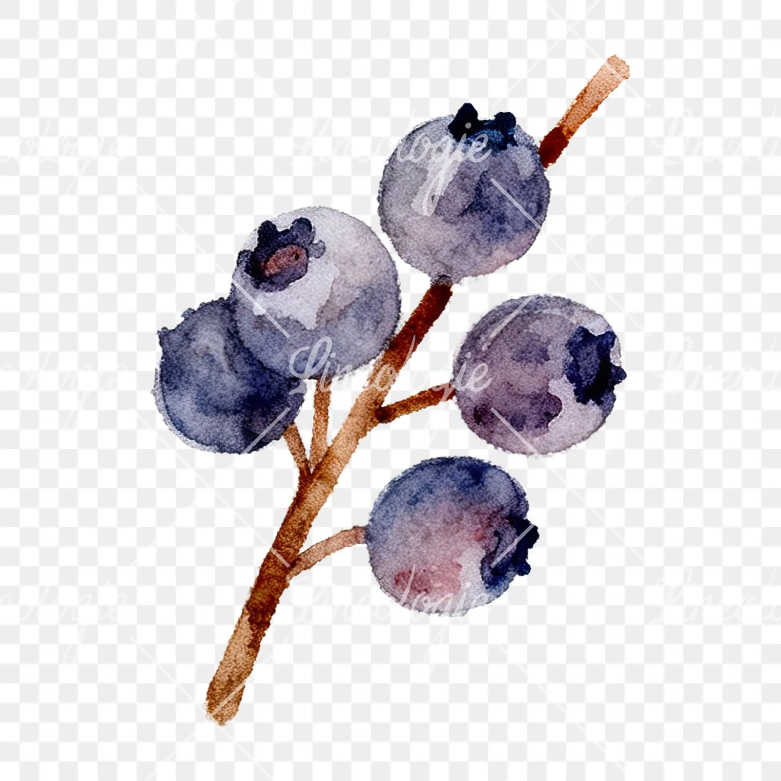 Watercolor berry and leaf clipart 6 of 12 on a transparent background (PNG)
