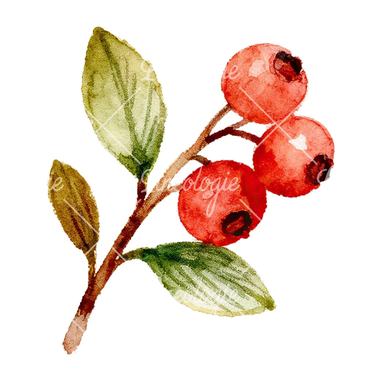Watercolor berry and leaf clipart 7 of 12 on a white background (JPG)