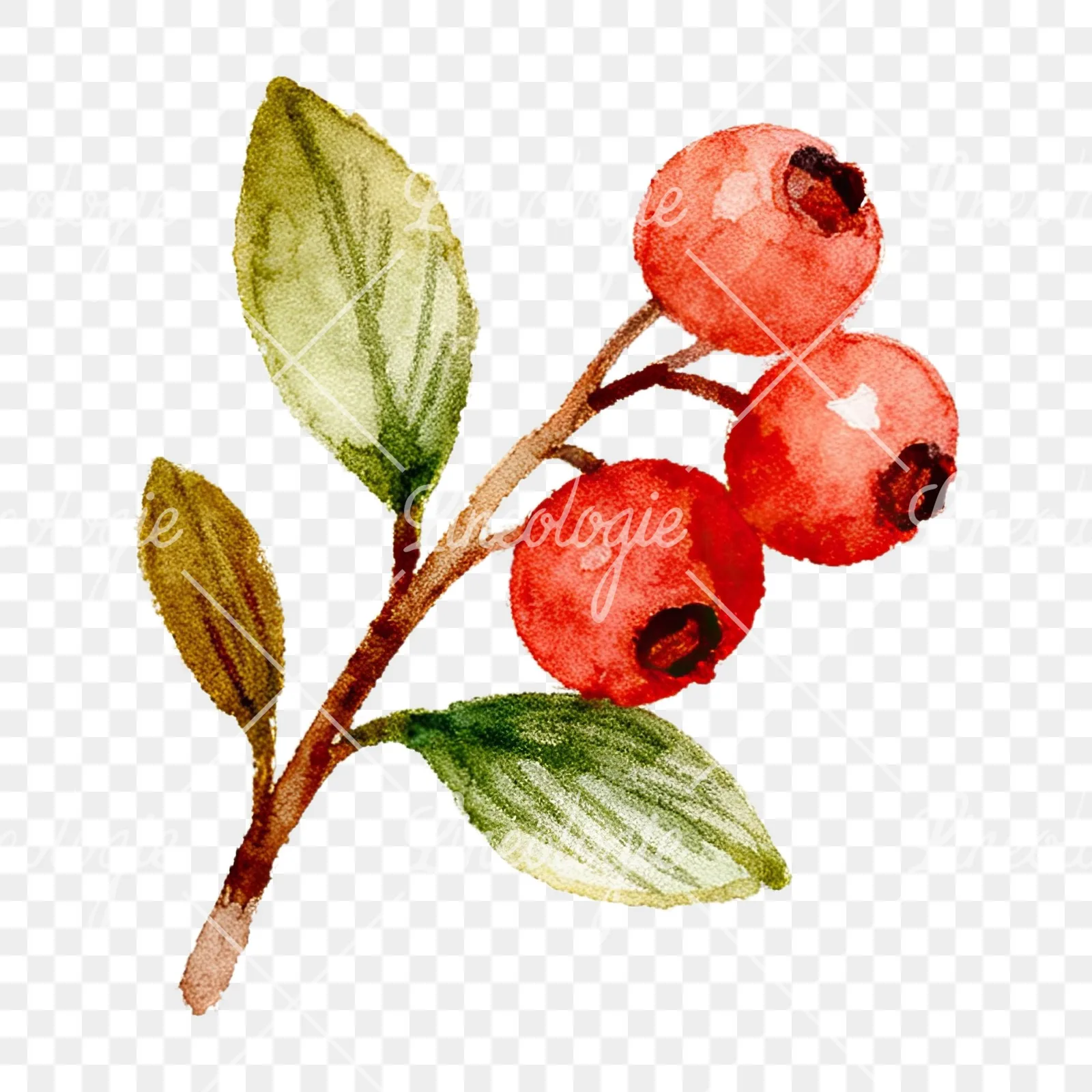 Watercolor berry and leaf clipart 7 of 12 on a transparent background (PNG)