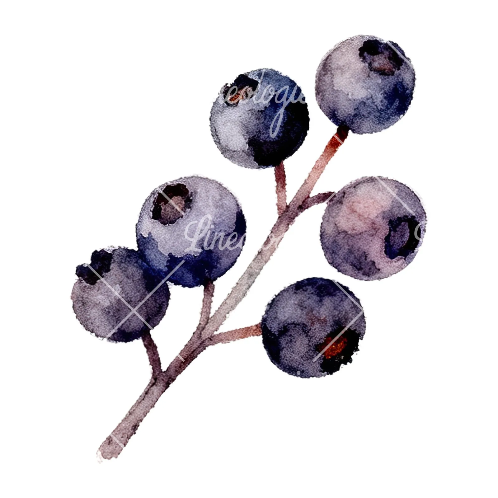Watercolor berry and leaf clipart 8 of 12 on a white background (JPG)