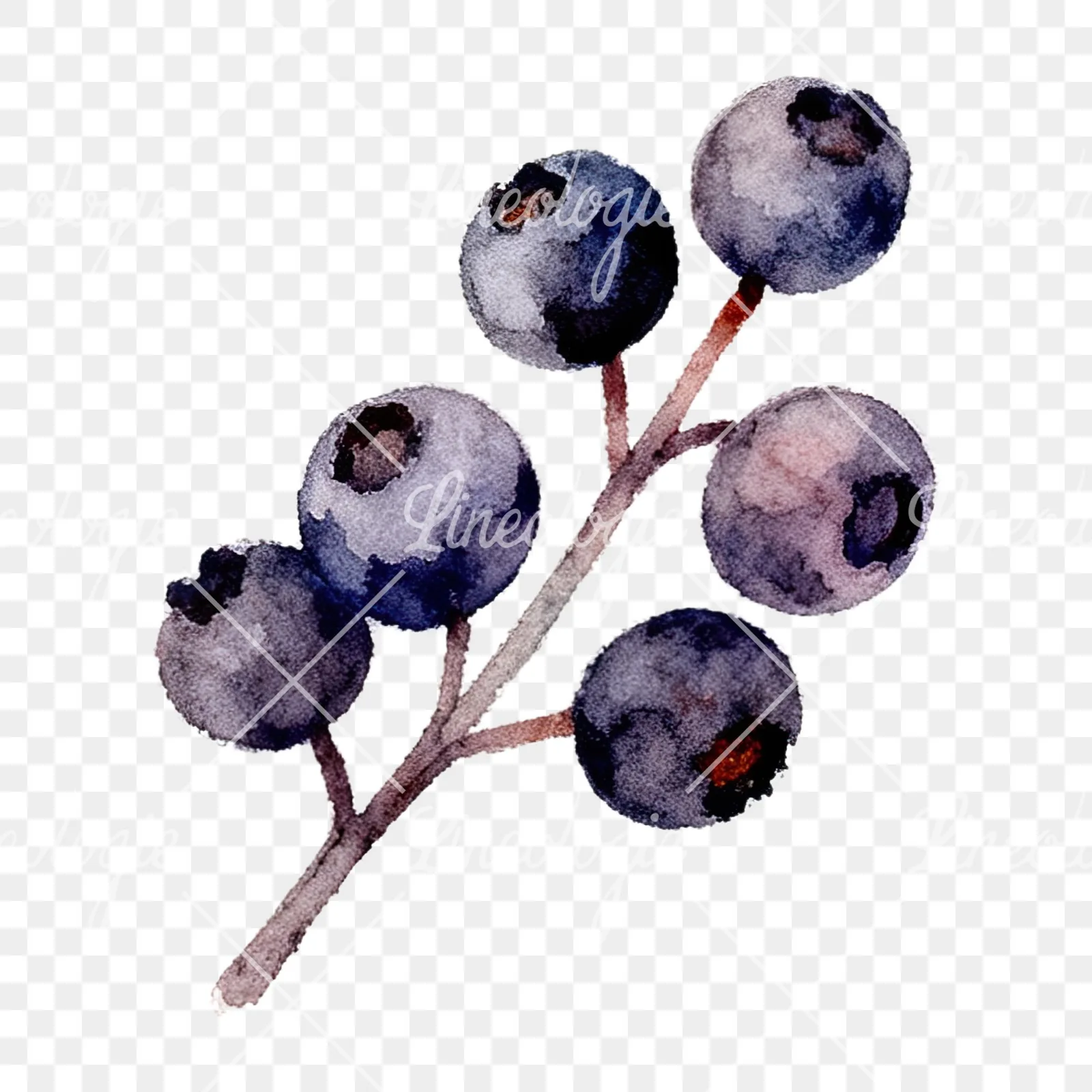 Watercolor berry and leaf clipart 8 of 12 on a transparent background (PNG)