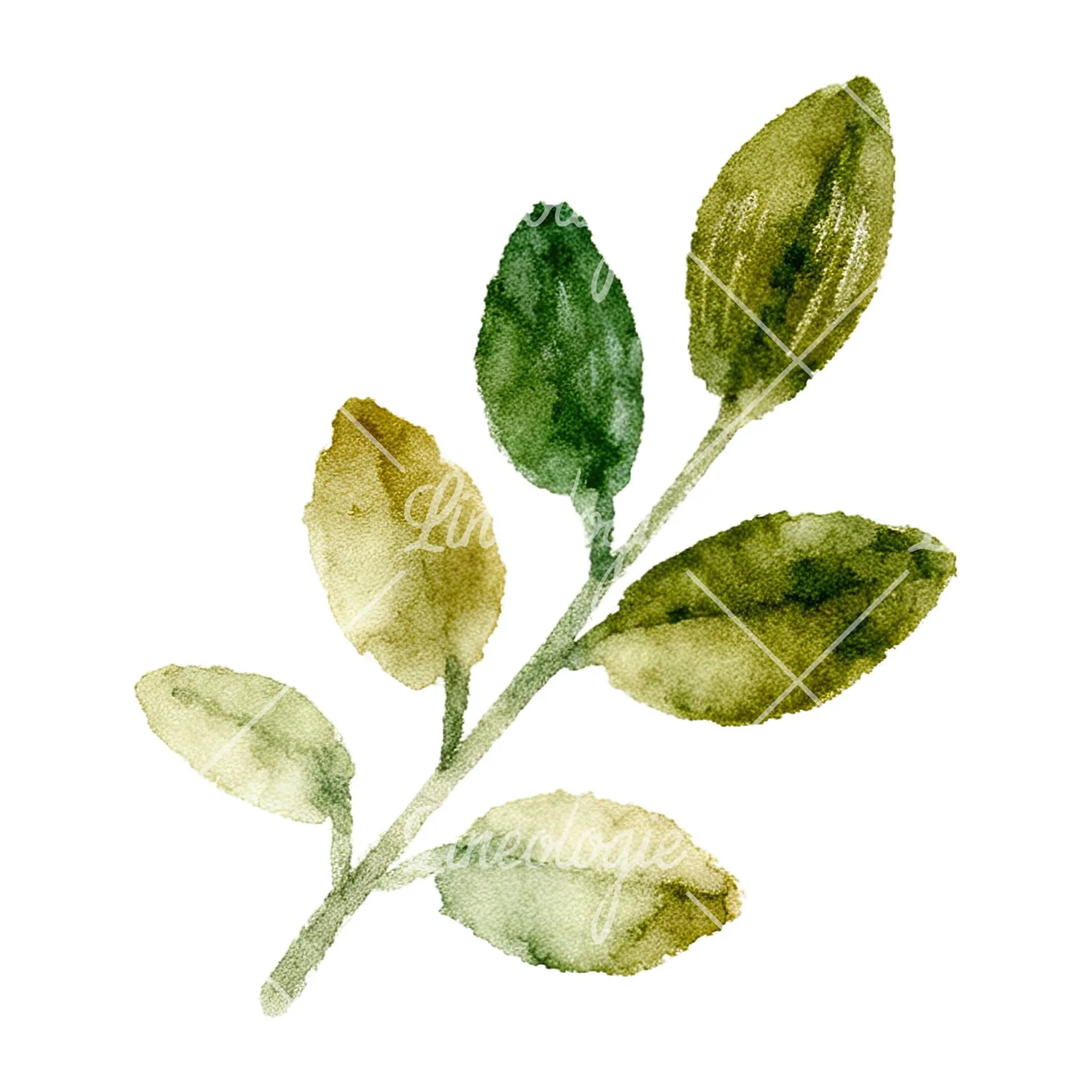 Watercolor berry and leaf clipart 9 of 12 on a white background (JPG)