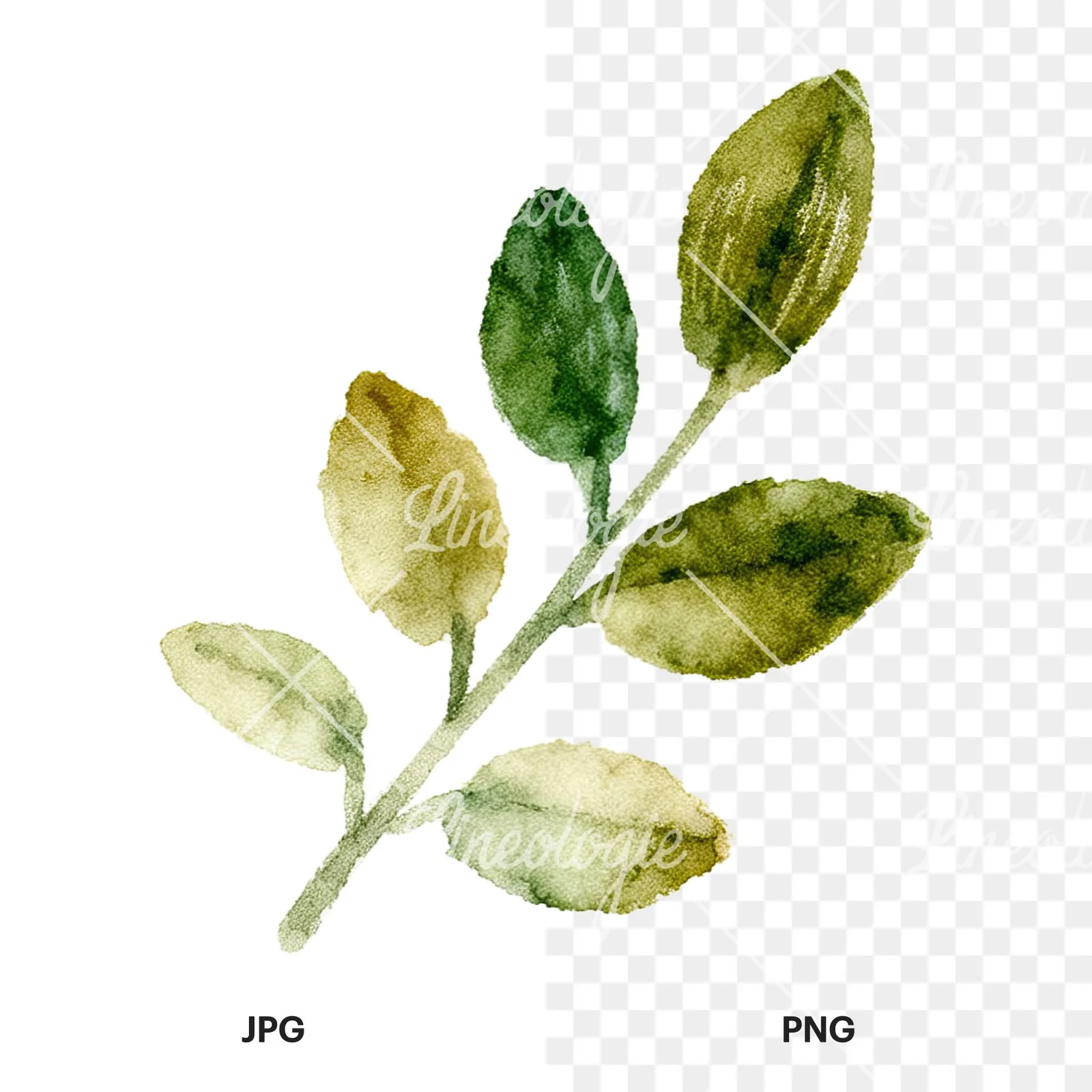 Watercolor berry and leaf clipart 9 of 12, as a JPG on white and a transparent PNG