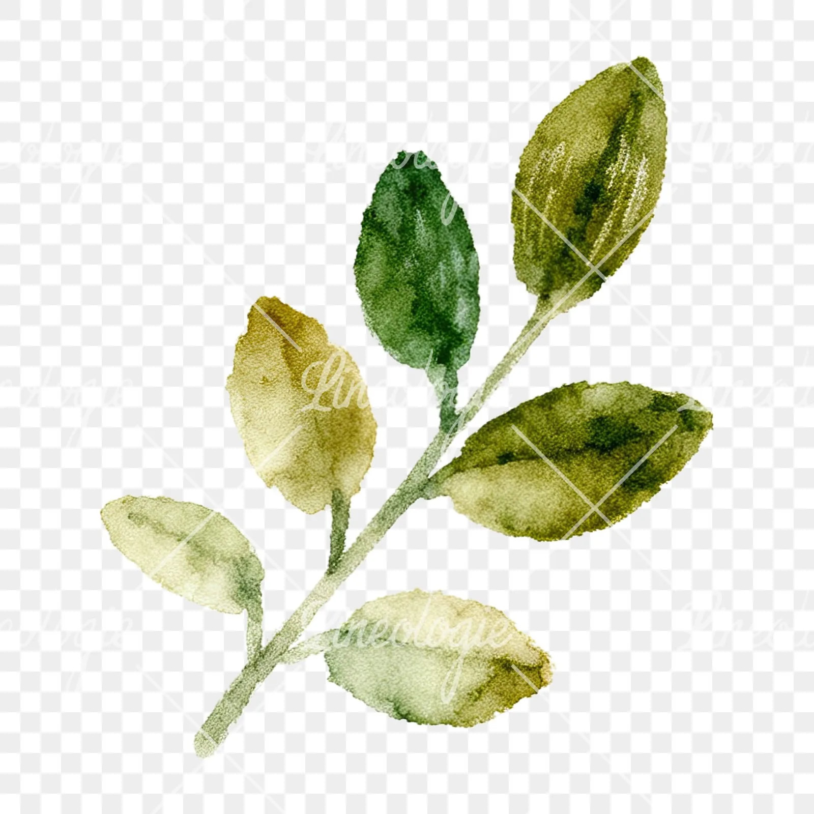 Watercolor berry and leaf clipart 9 of 12 on a transparent background (PNG)