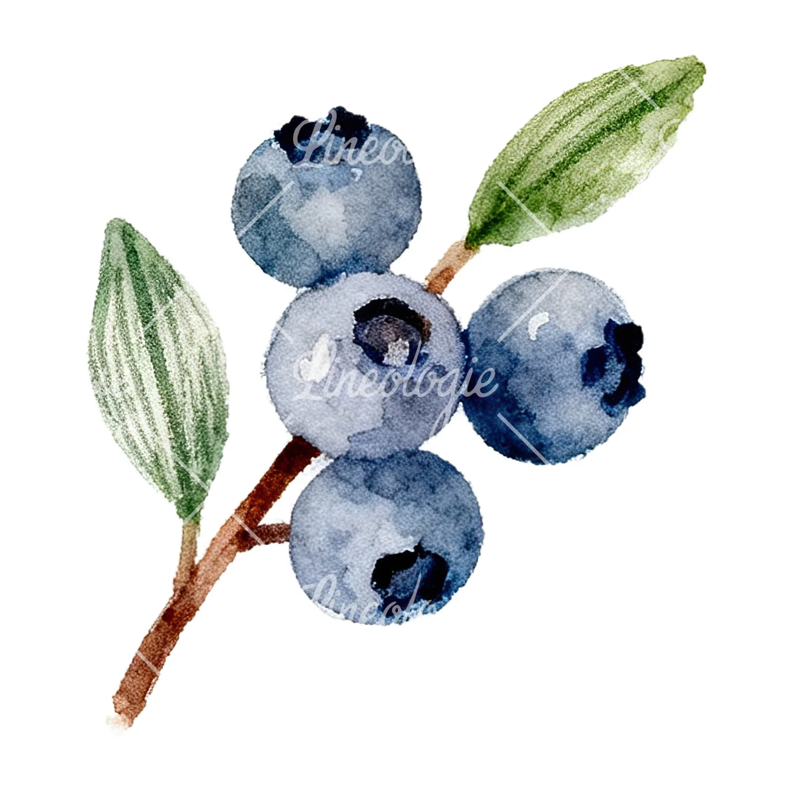 Watercolor berry and leaf clipart 10 of 12 on a white background (JPG)