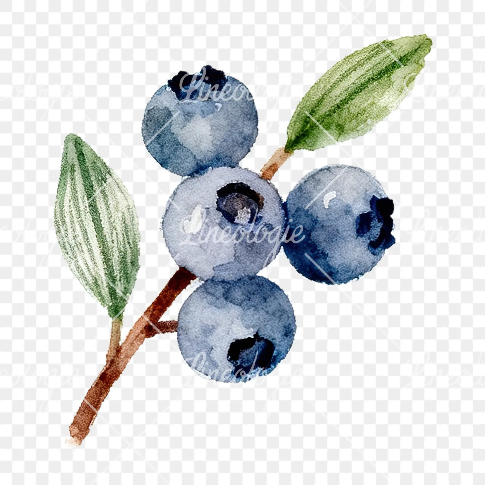 Watercolor berry and leaf clipart 10 of 12 on a transparent background (PNG)