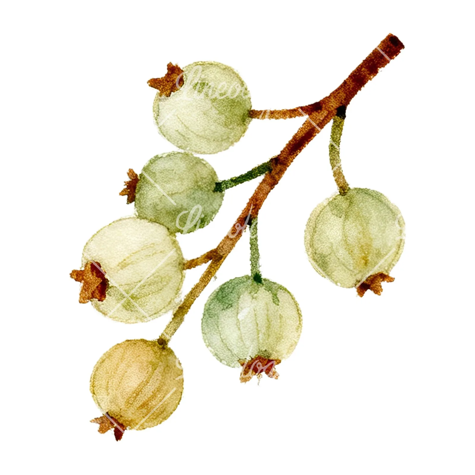 Watercolor berry and leaf clipart 11 of 12 on a white background (JPG)