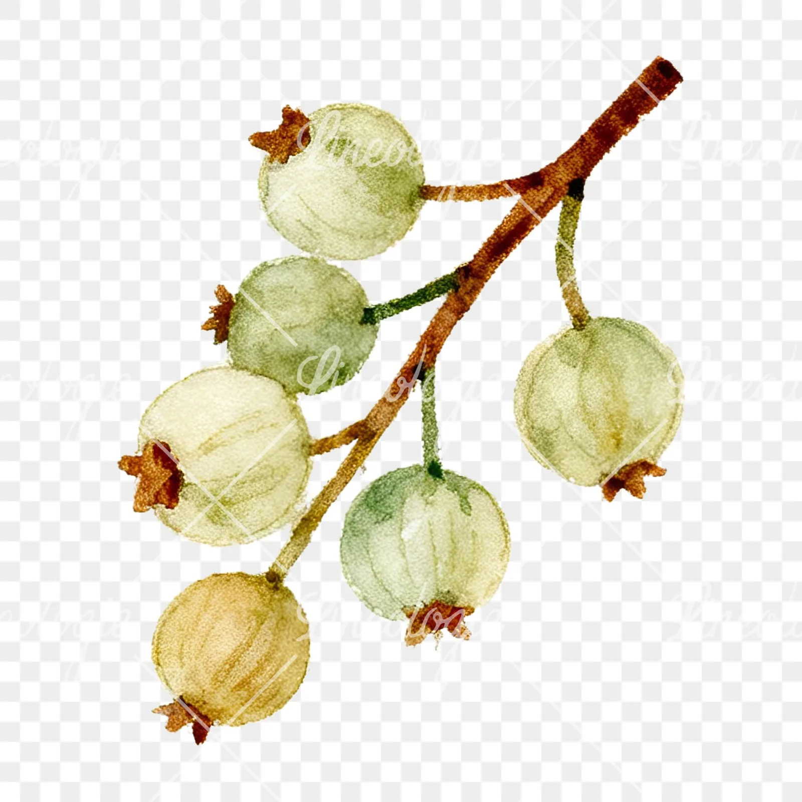 Watercolor berry and leaf clipart 11 of 12 on a transparent background (PNG)