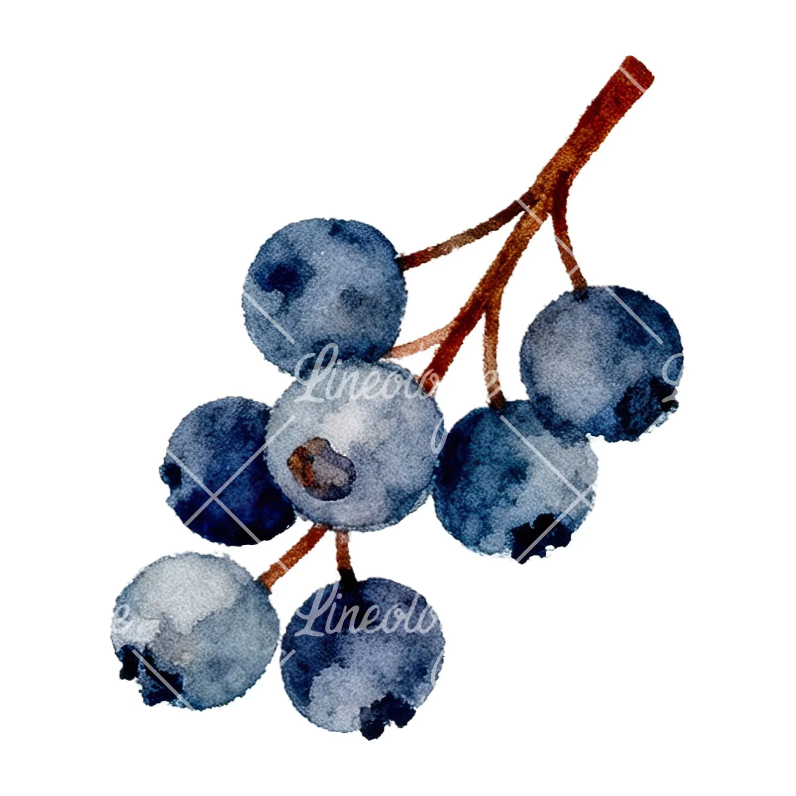 Watercolor berry and leaf clipart 12 of 12 on a white background (JPG)