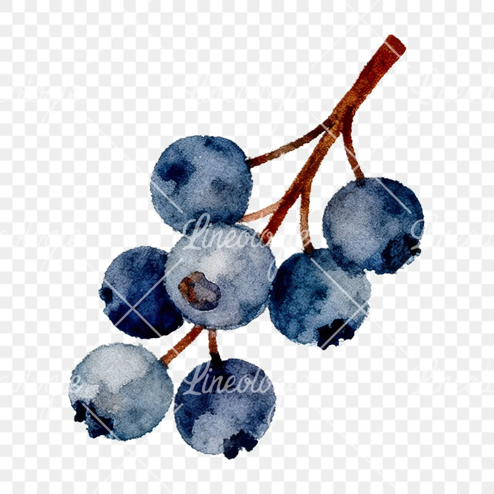Watercolor berry and leaf clipart 12 of 12 on a transparent background (PNG)