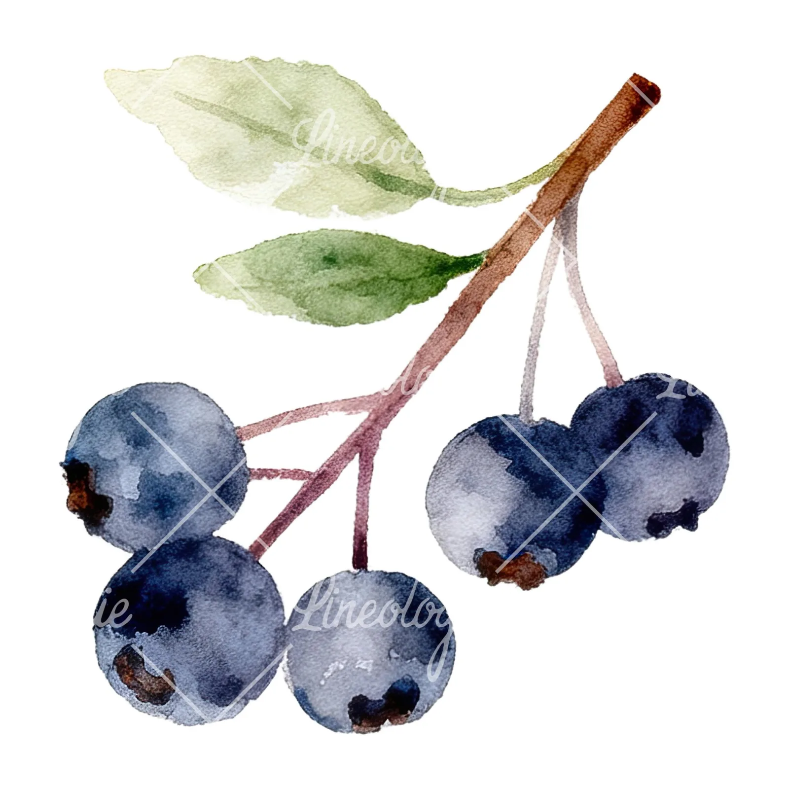 Watercolor berry sprig clipart 2 of 12 on a white background (JPG)