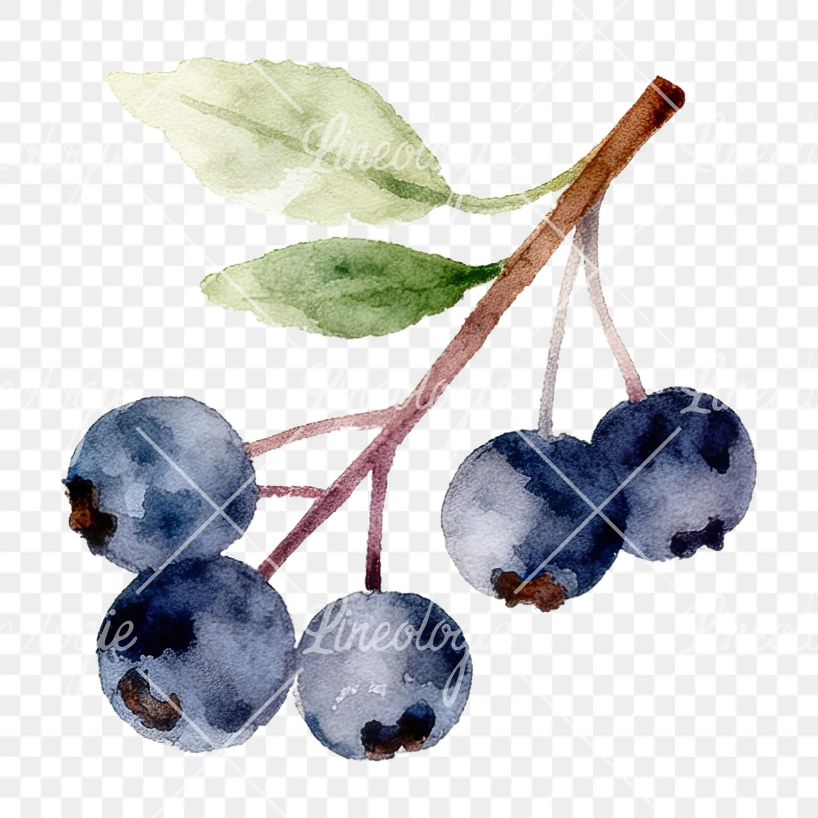 Watercolor berry sprig clipart 2 of 12 on a transparent background (PNG)