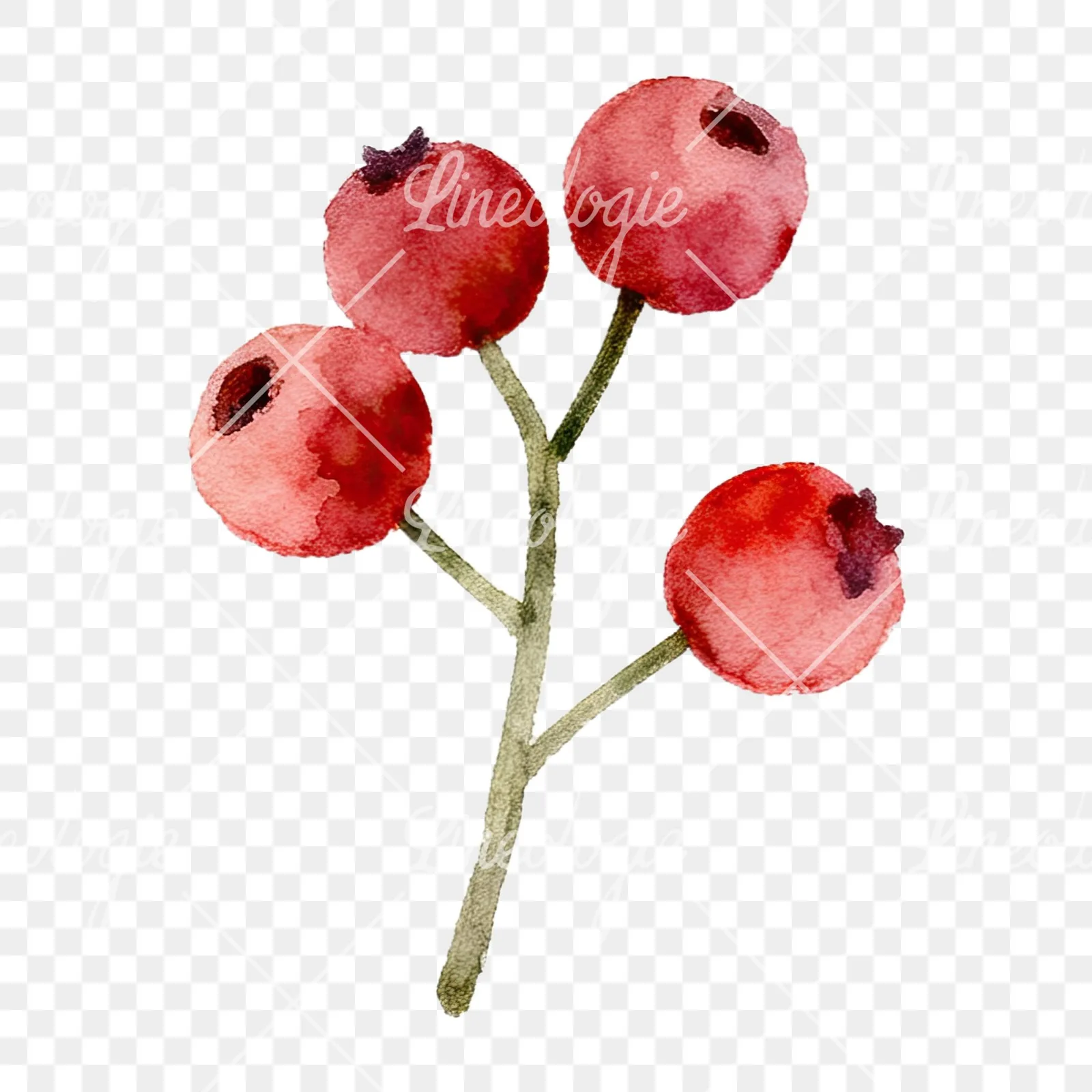 Watercolor berry sprig clipart 3 of 12 on a transparent background (PNG)