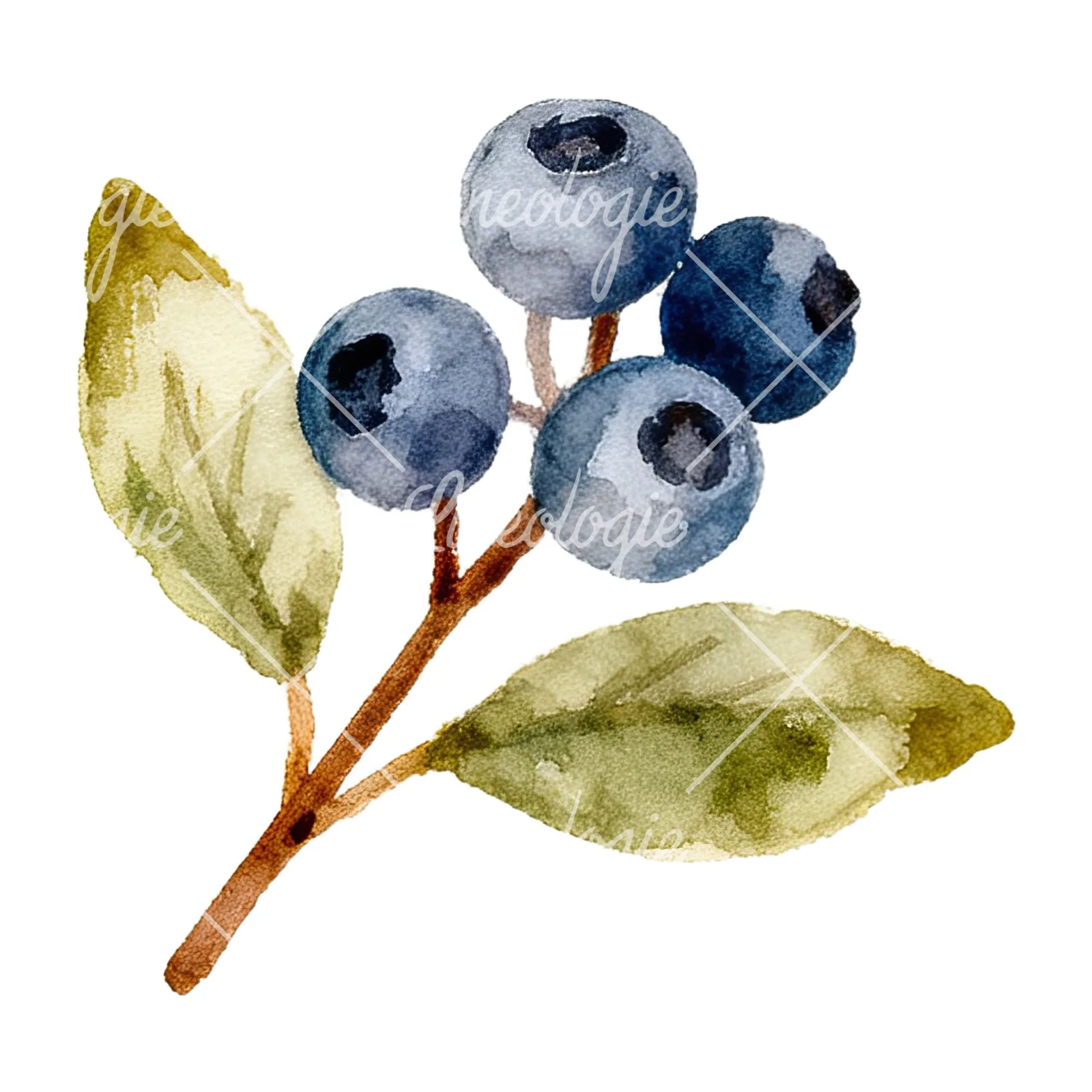 Watercolor berry sprig clipart 4 of 12 on a white background (JPG)