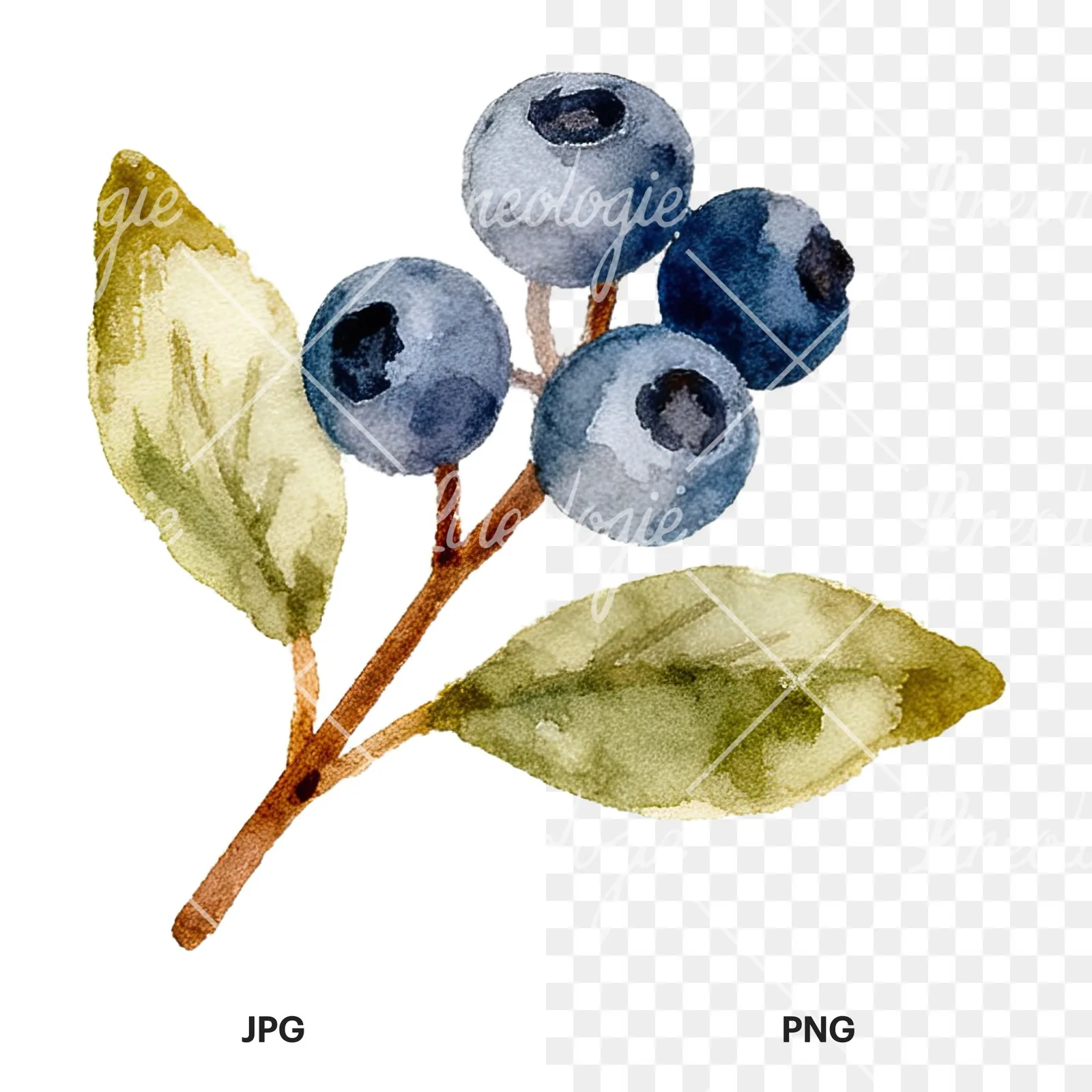 Watercolor berry sprig clipart 4 of 12, as a JPG on white and a transparent PNG