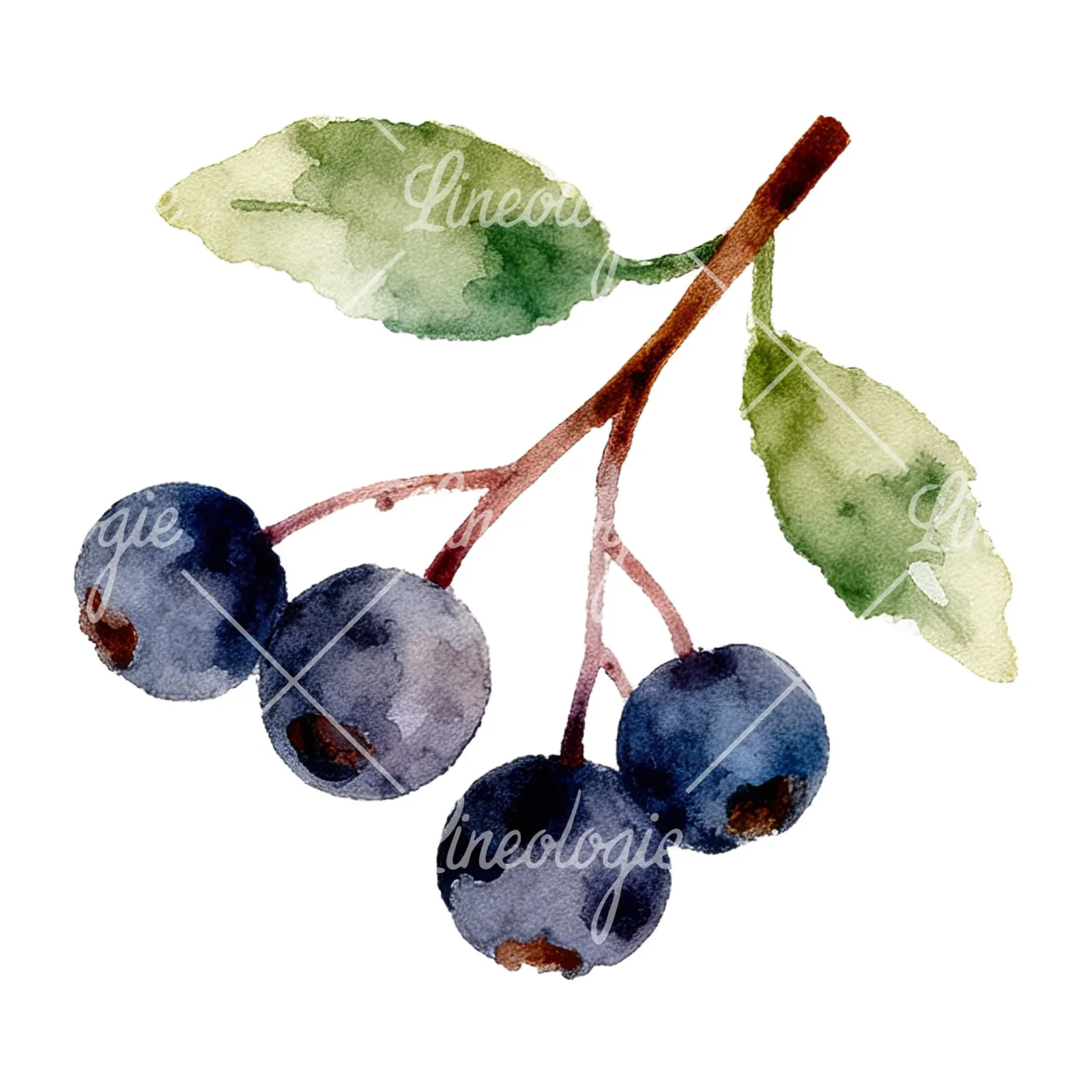 Watercolor berry sprig clipart 5 of 12 on a white background (JPG)