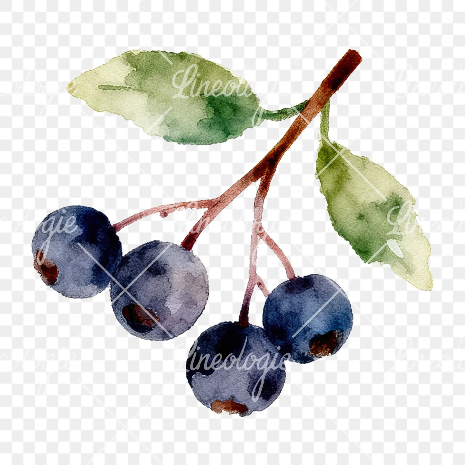 Watercolor berry sprig clipart 5 of 12 on a transparent background (PNG)