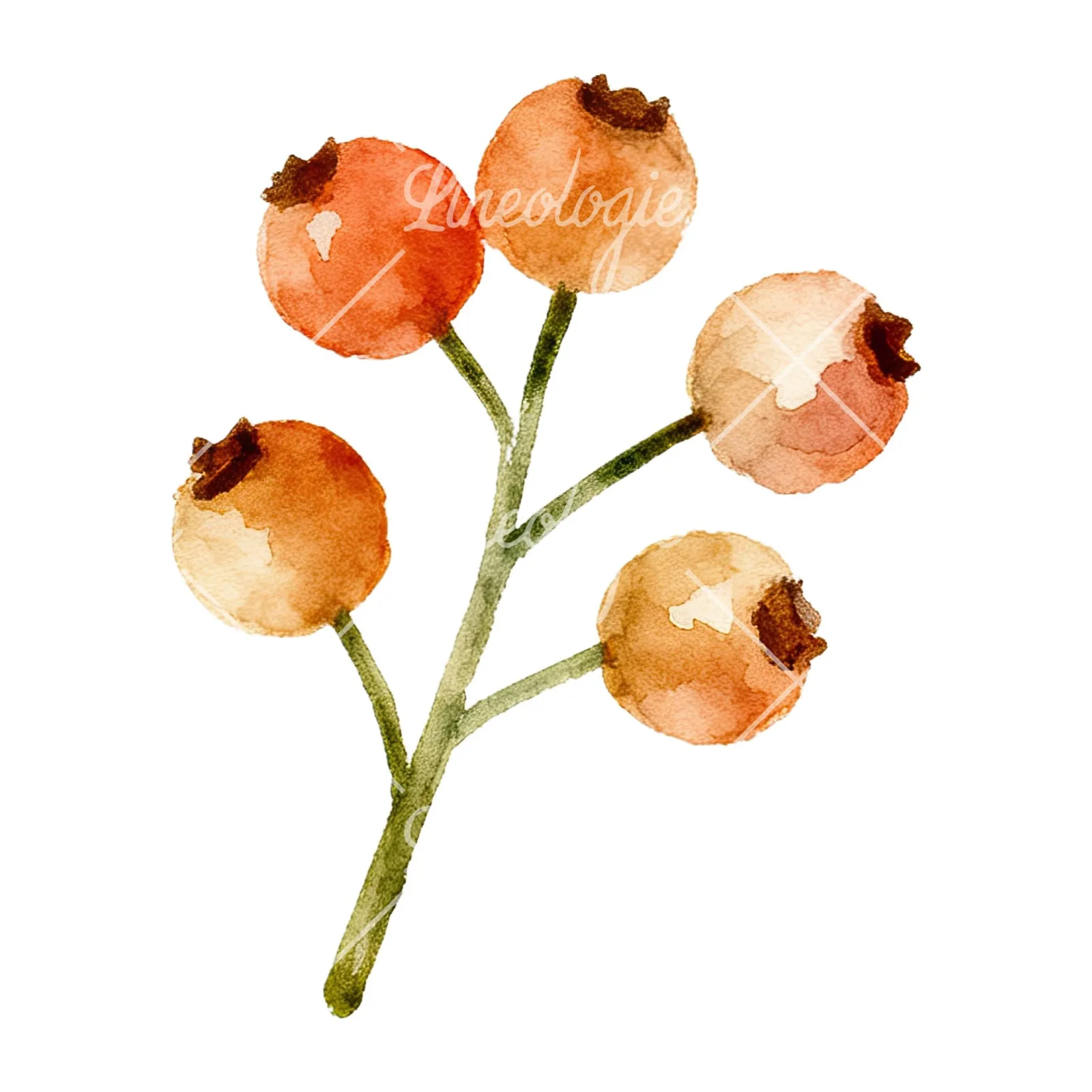 Watercolor berry sprig clipart 6 of 12 on a white background (JPG)