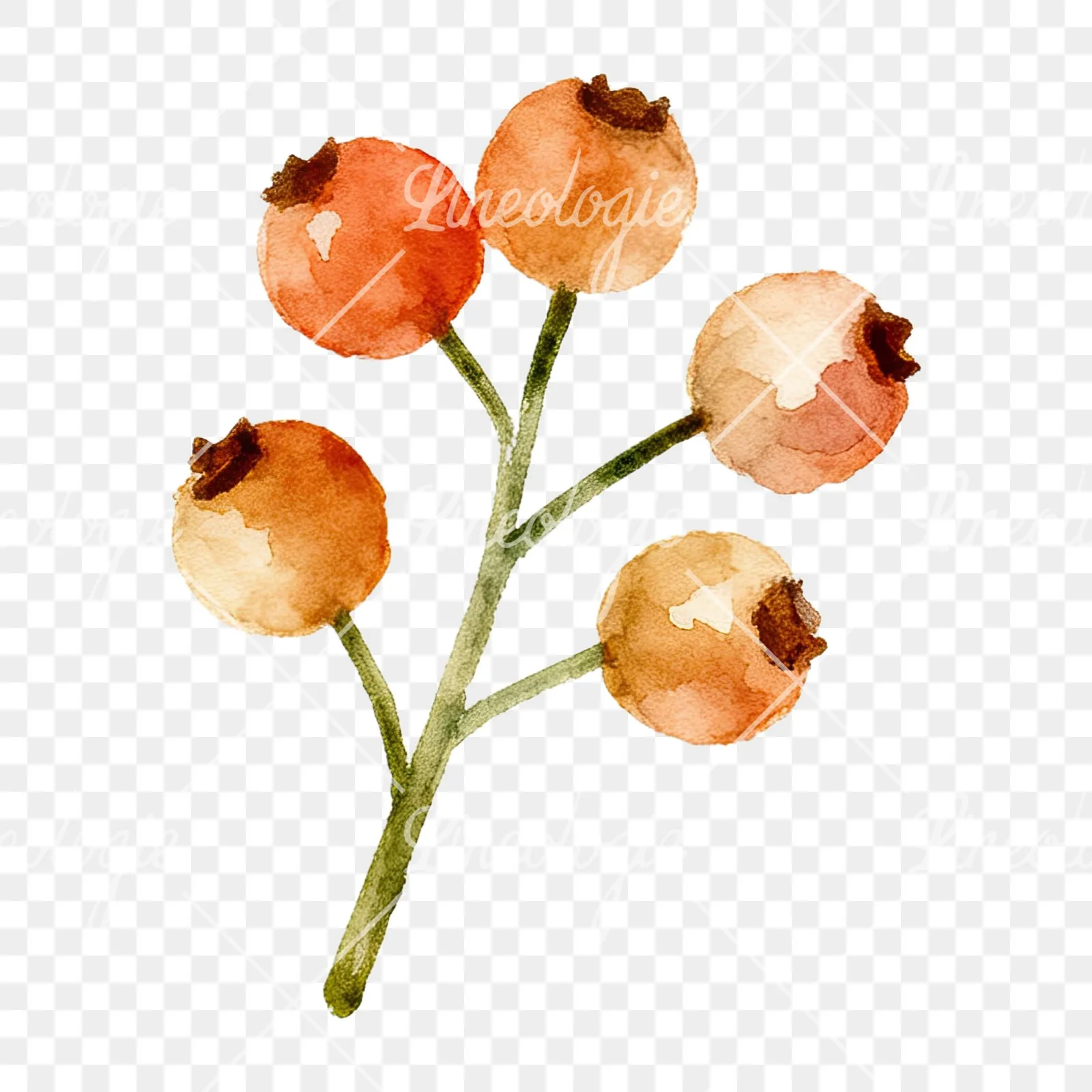 Watercolor berry sprig clipart 6 of 12 on a transparent background (PNG)