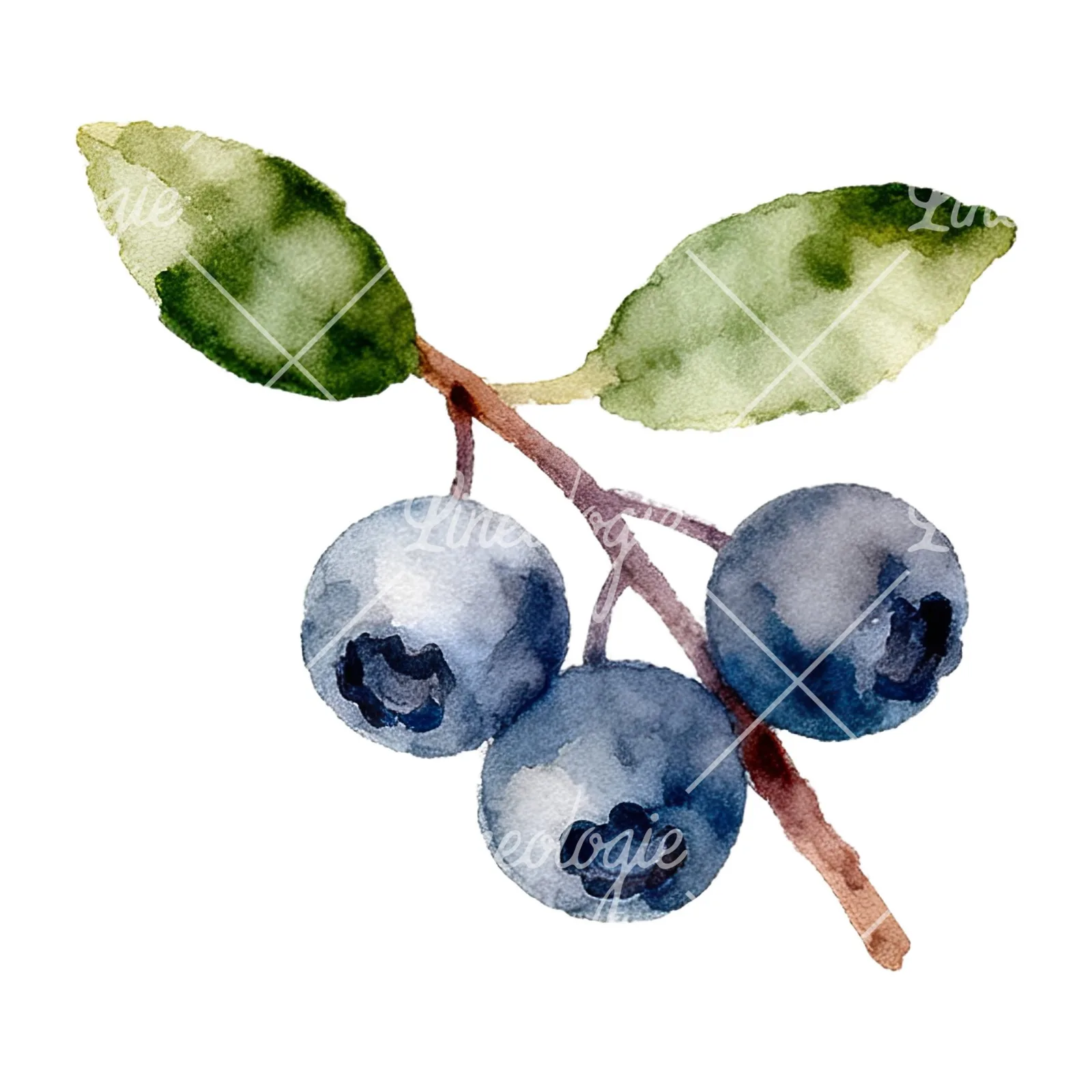 Watercolor berry sprig clipart 7 of 12 on a white background (JPG)
