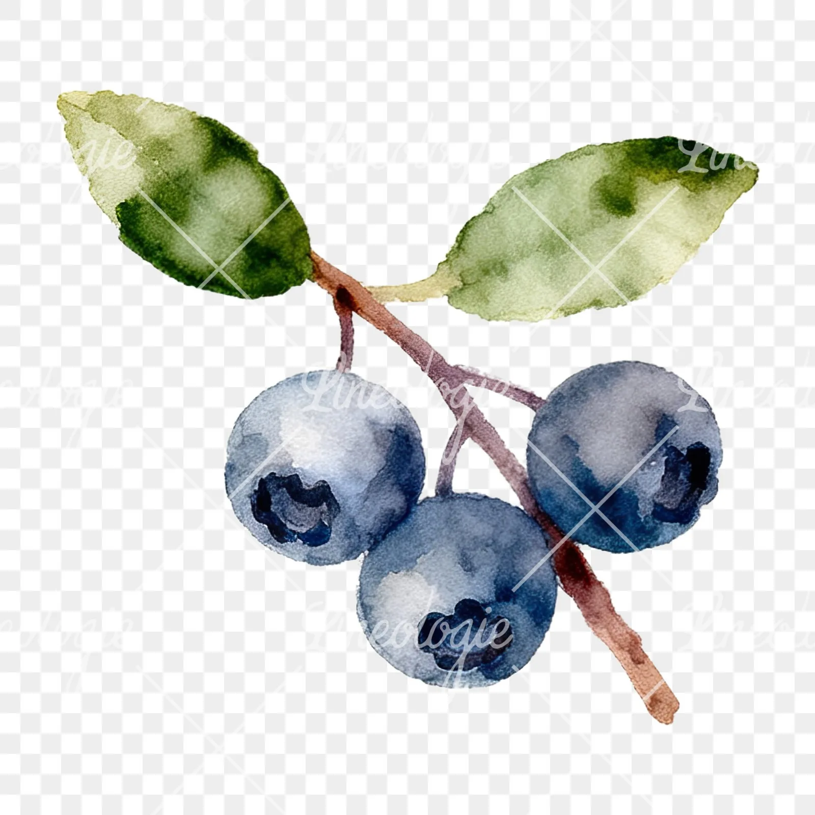 Watercolor berry sprig clipart 7 of 12 on a transparent background (PNG)