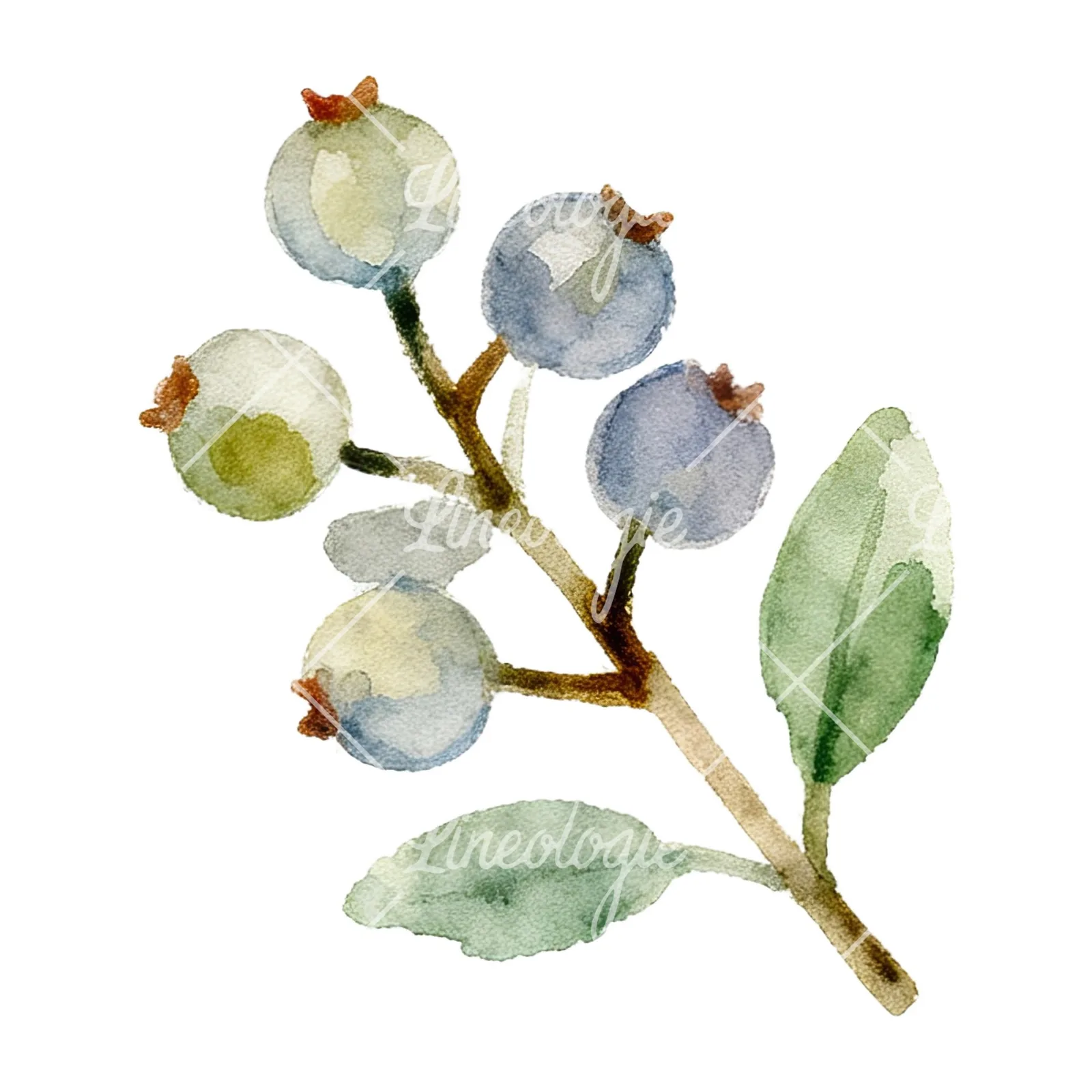 Watercolor berry sprig clipart 8 of 12 on a white background (JPG)