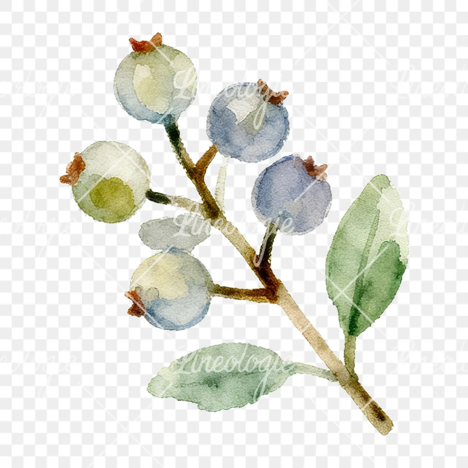 Watercolor berry sprig clipart 8 of 12 on a transparent background (PNG)