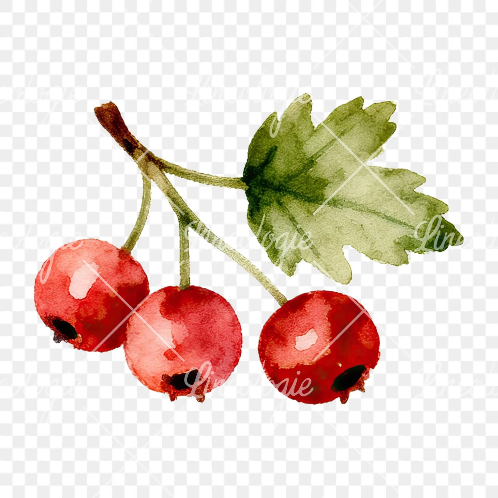 Watercolor berry sprig clipart 9 of 12 on a transparent background (PNG)