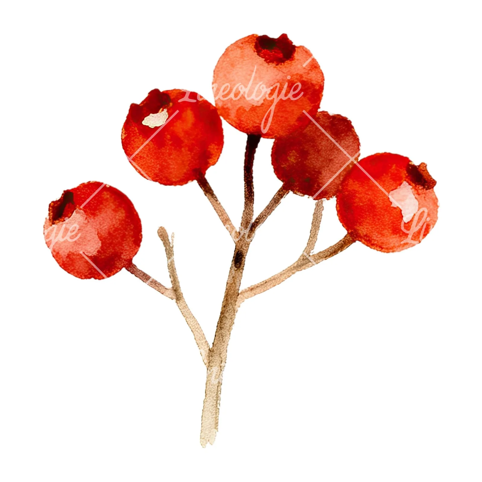 Watercolor berry sprig clipart 10 of 12 on a white background (JPG)
