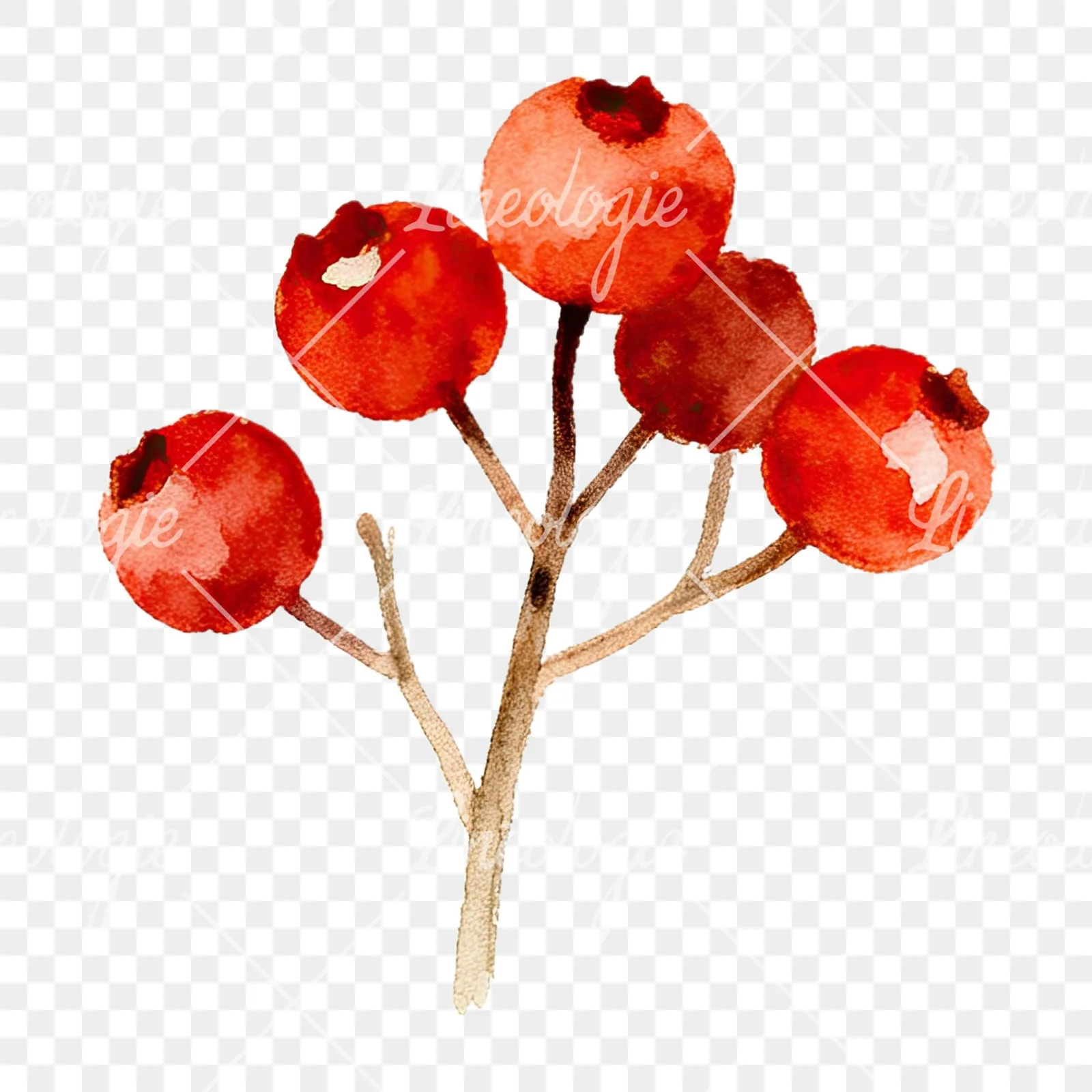 Watercolor berry sprig clipart 10 of 12 on a transparent background (PNG)