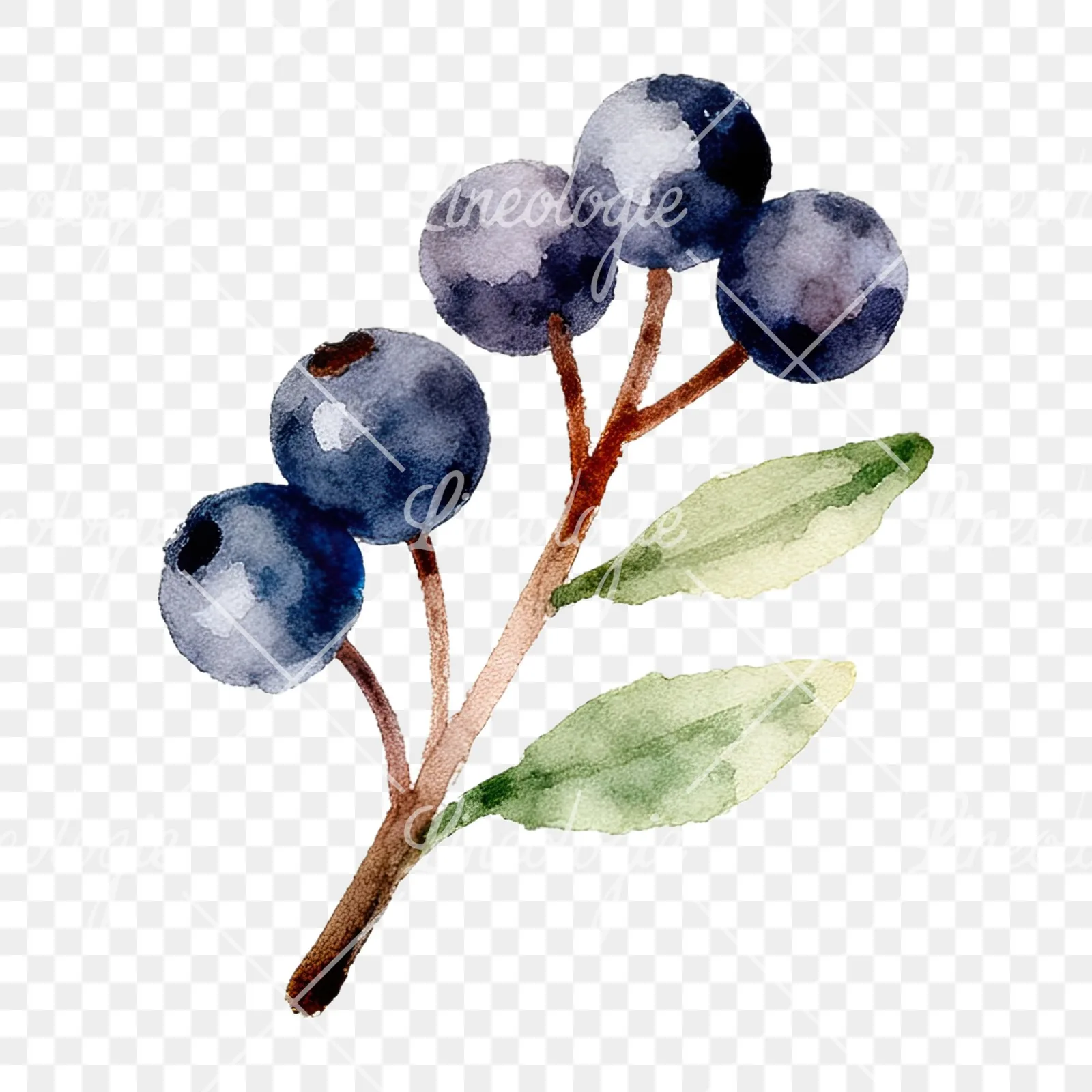 Watercolor berry sprig clipart 11 of 12 on a transparent background (PNG)