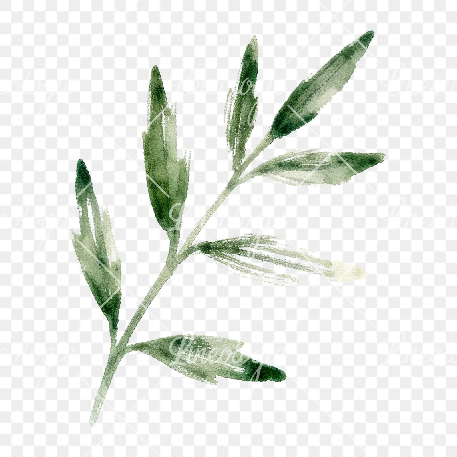 Watercolor berry sprig clipart 12 of 12 on a transparent background (PNG)
