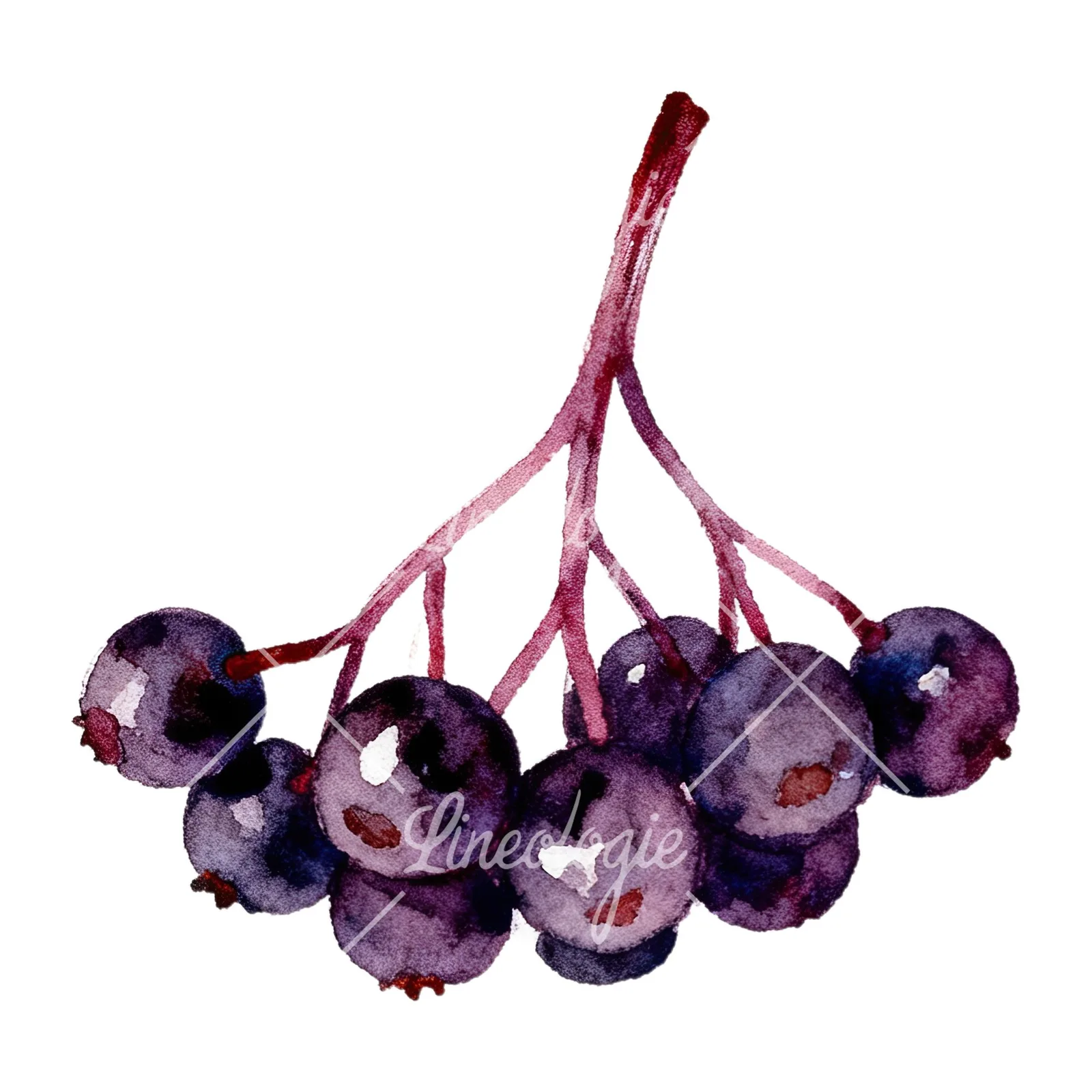 Watercolor elderberry cluster clipart 1 of 12 on a white background (JPG)