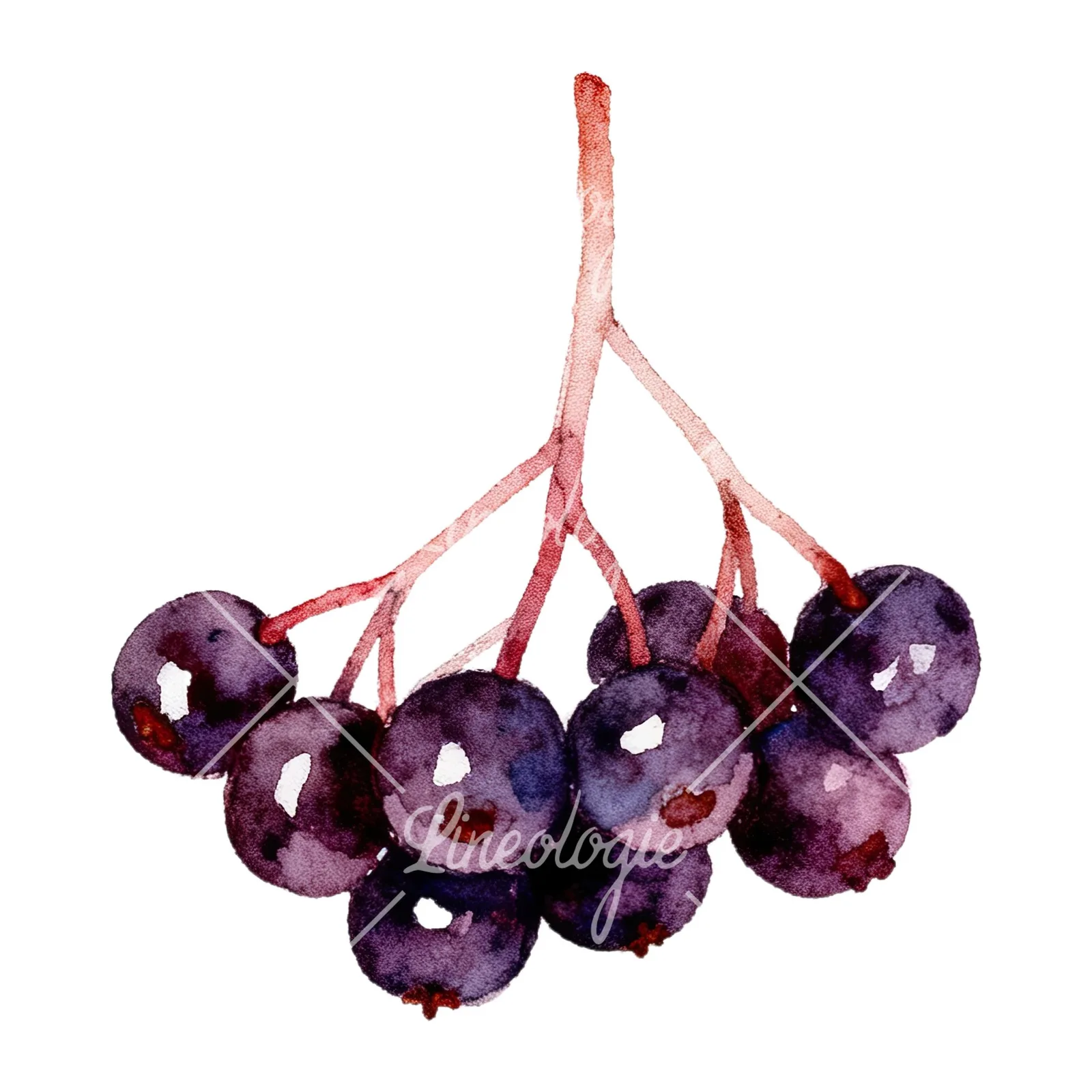 Watercolor elderberry cluster clipart 2 of 12 on a white background (JPG)