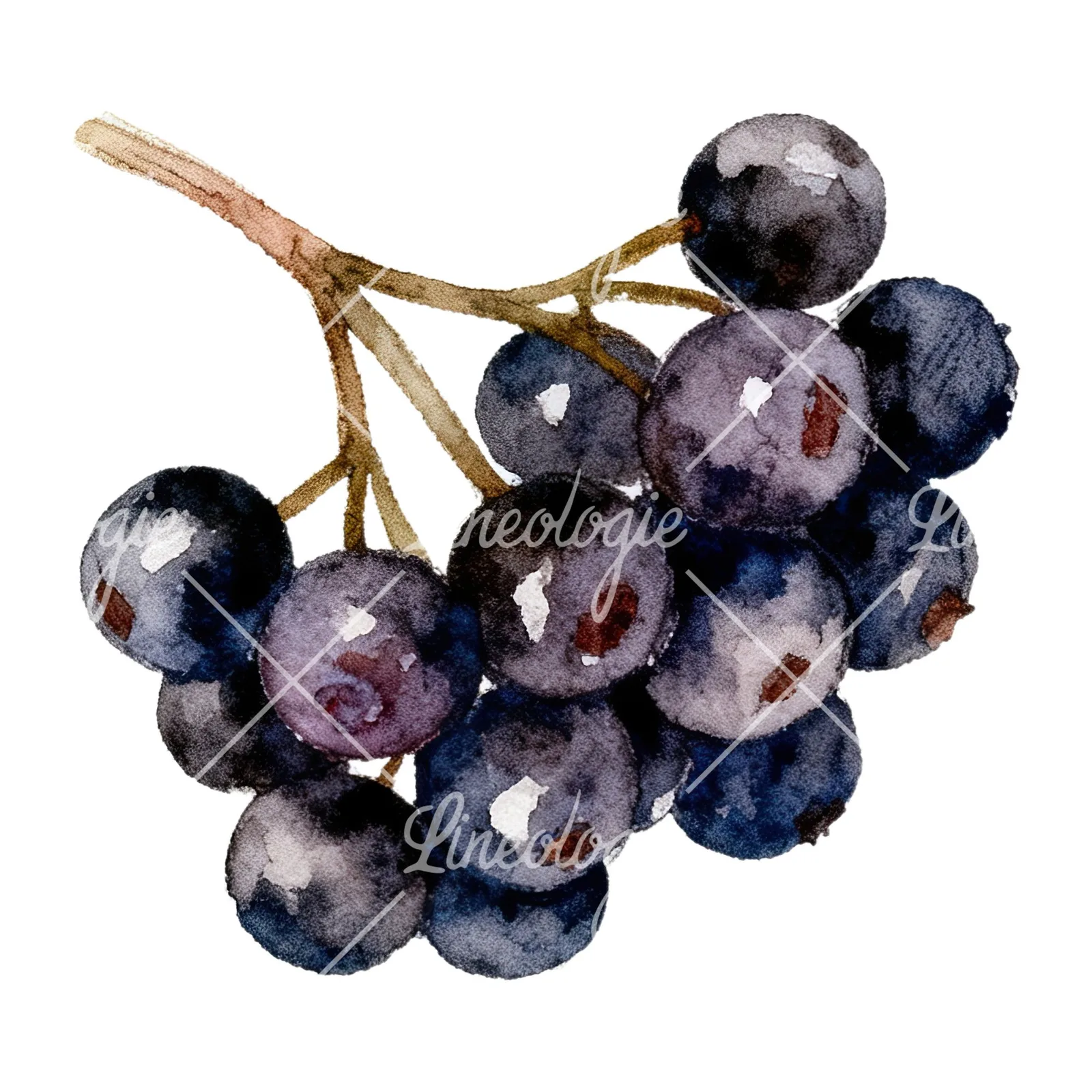 Watercolor elderberry cluster clipart 4 of 12 on a white background (JPG)