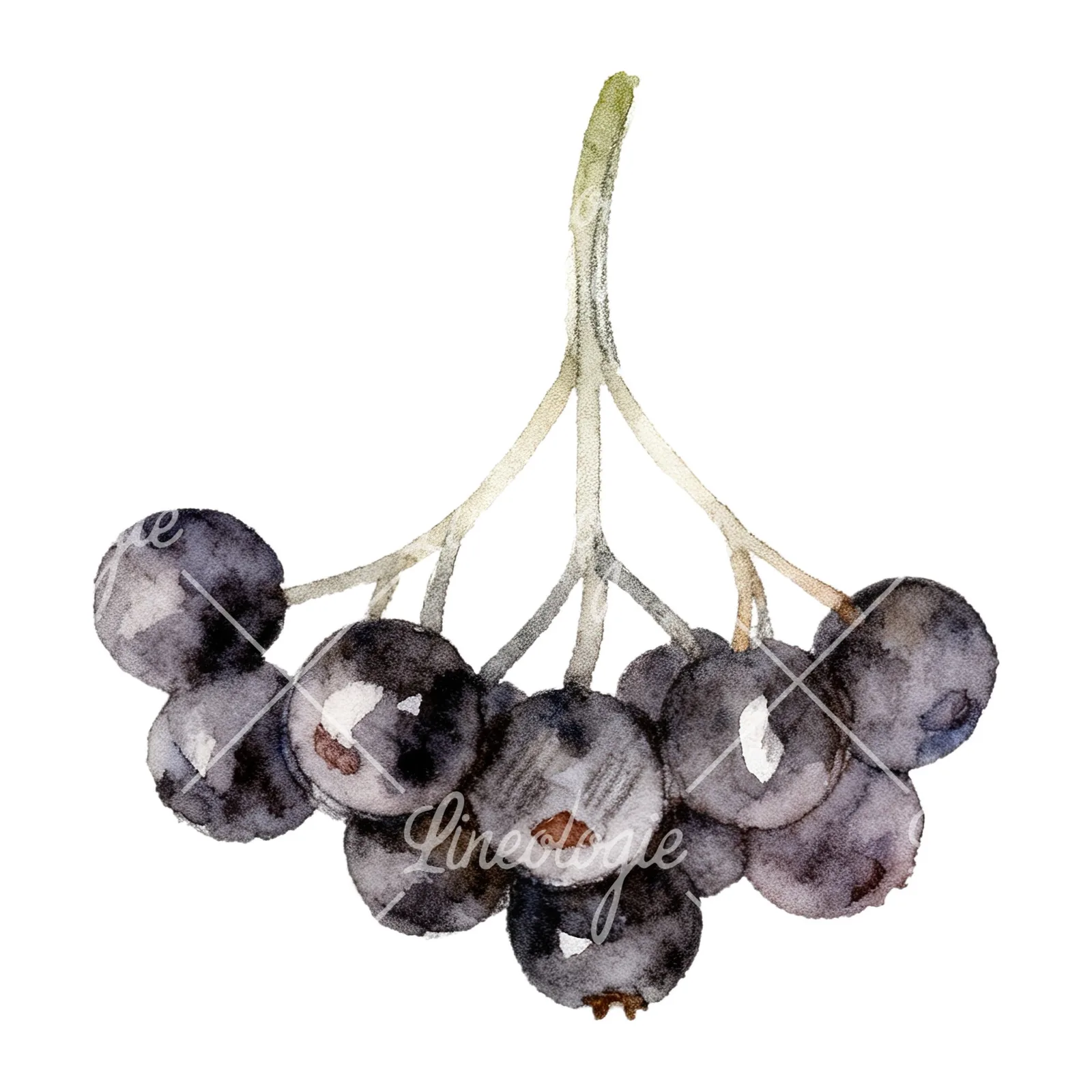 Watercolor elderberry cluster clipart 6 of 12 on a white background (JPG)