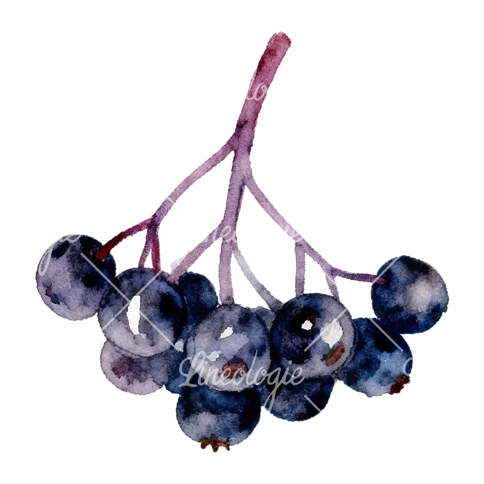 Watercolor elderberry cluster clipart 7 of 12 on a white background (JPG)