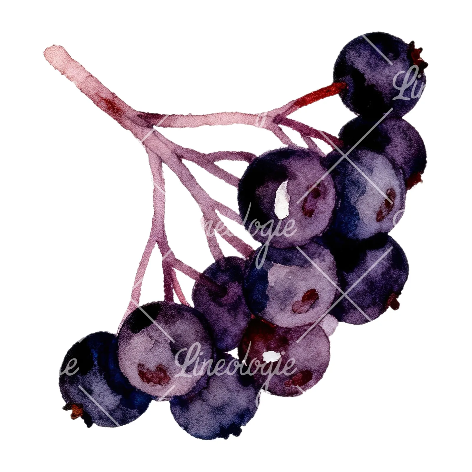 Watercolor elderberry cluster clipart 8 of 12 on a white background (JPG)