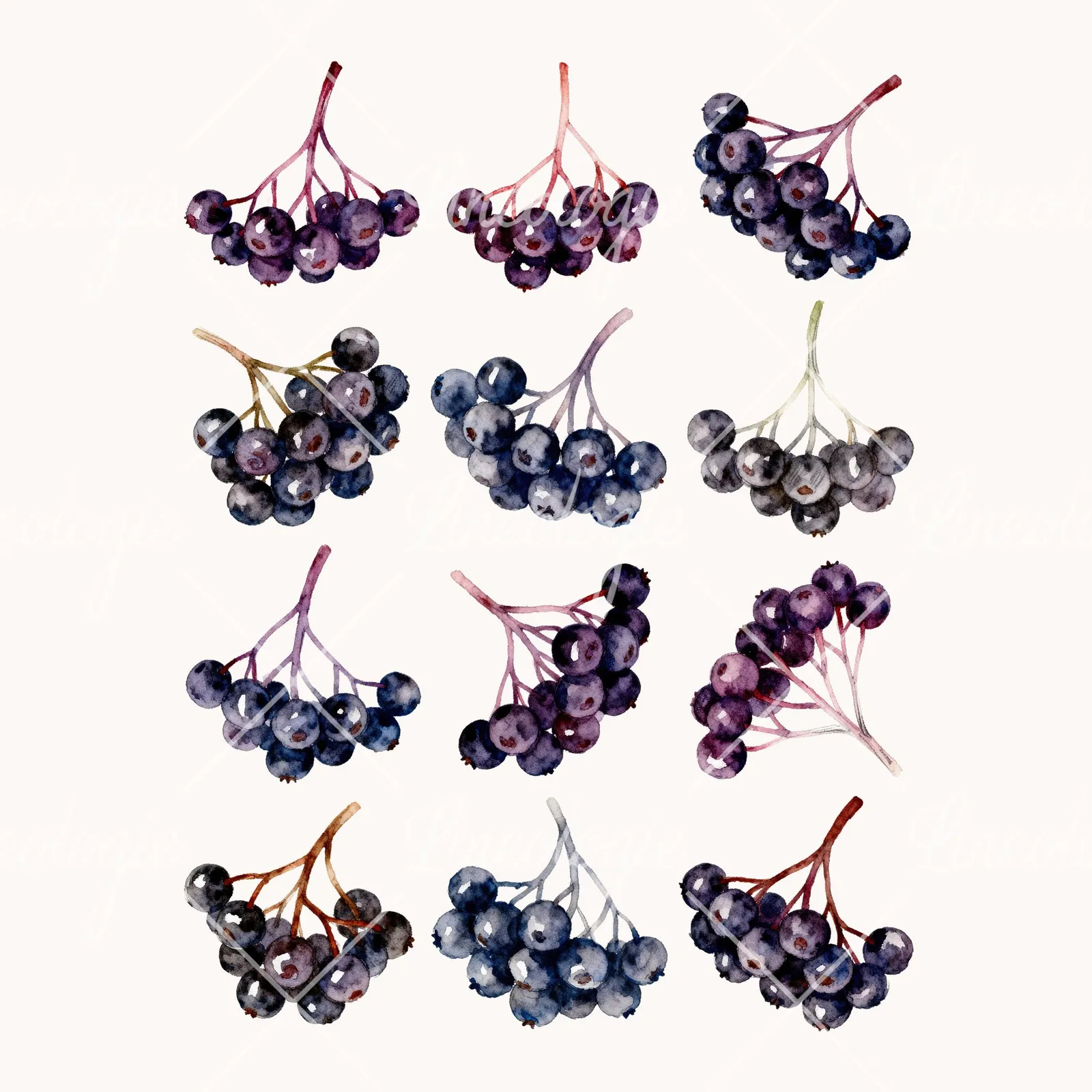 Watercolor Elderberry Cluster Clipart, all 12 illustrations in the pack